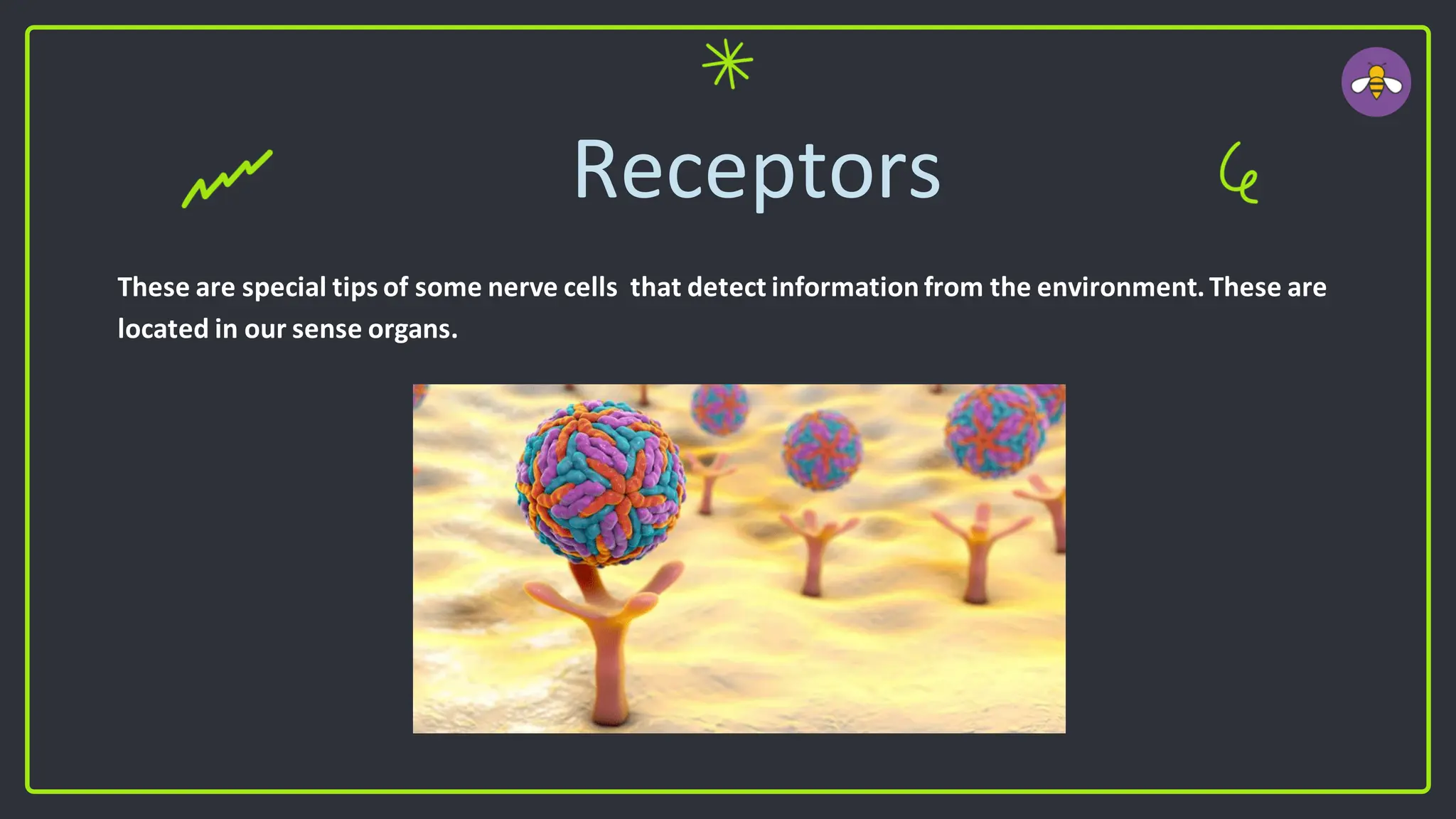 Receptors
These are special tips of some nerve cells that detect information from the environment.These are
located in our sense organs.
 