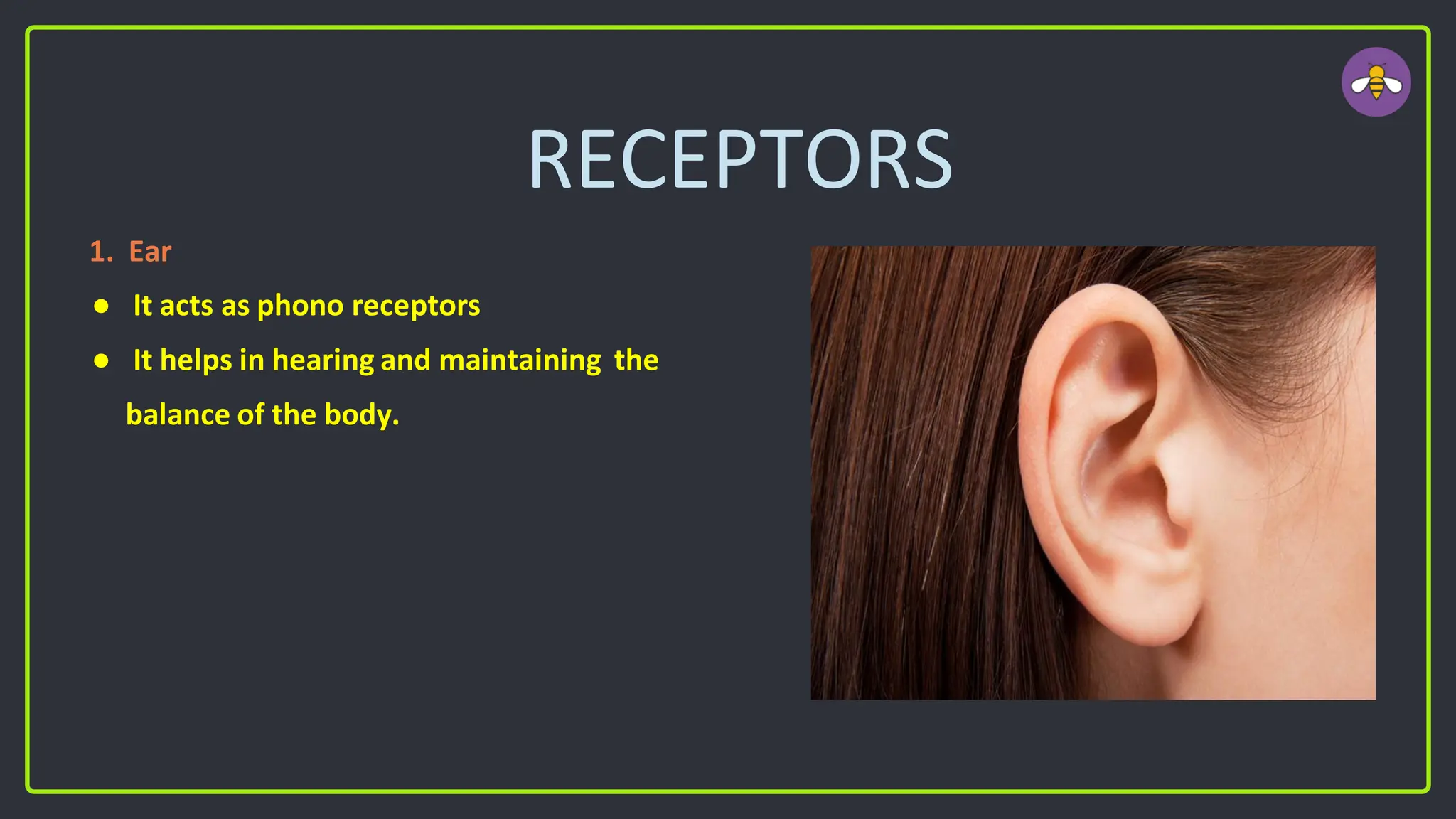 RECEPTORS
1. Ear
● It acts as phono receptors
● It helps in hearing and maintaining the
balance of the body.
 