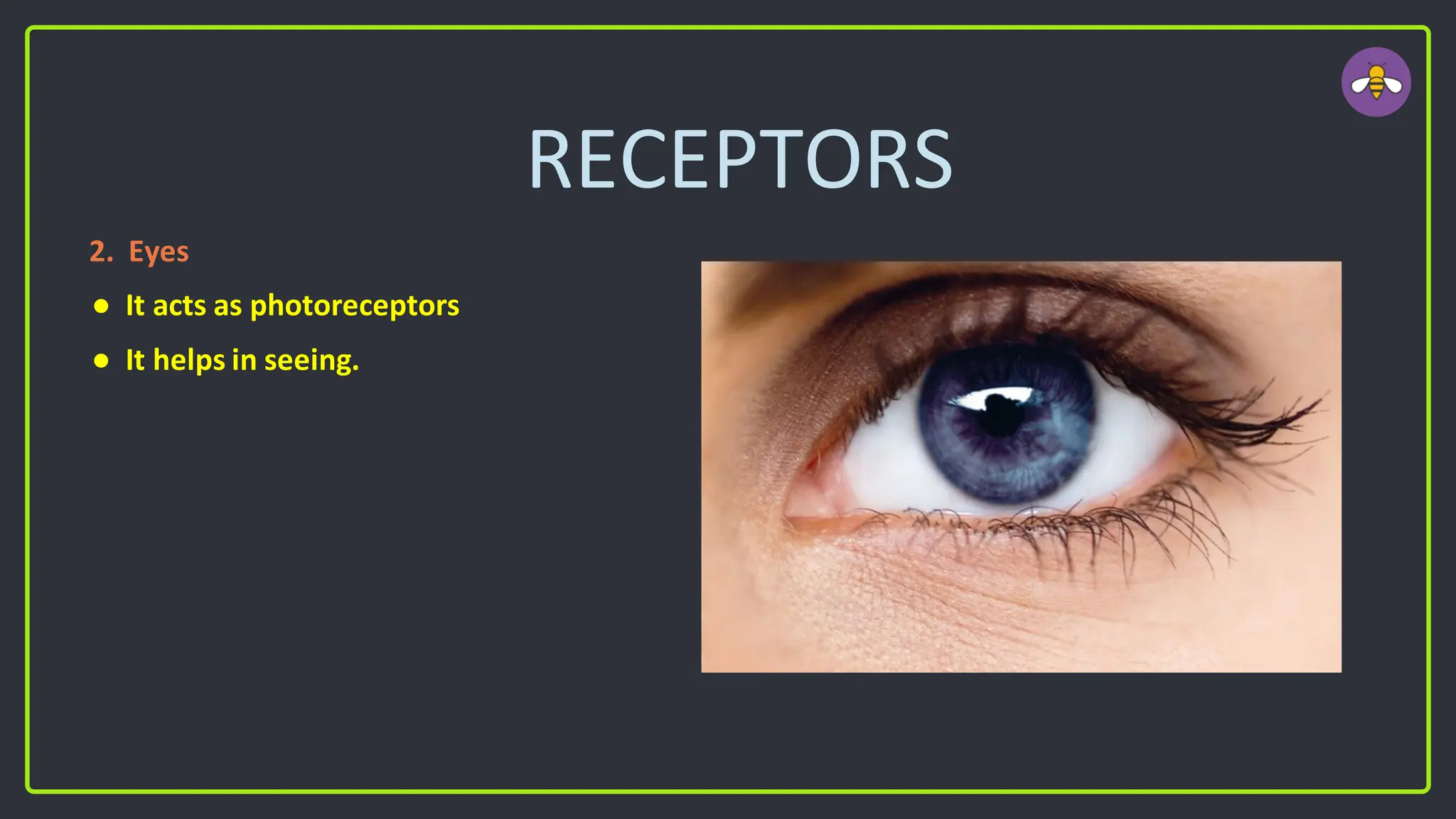 RECEPTORS
2. Eyes
● It acts as photoreceptors
● It helps in seeing.
 