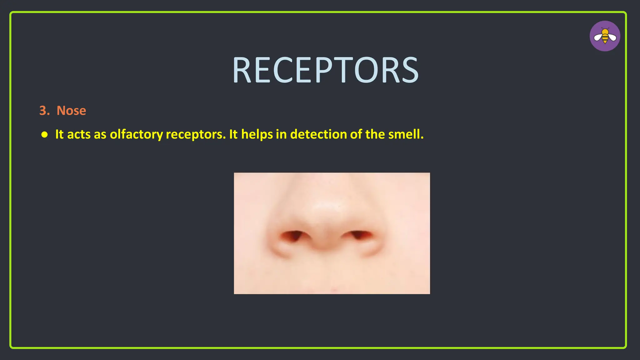 RECEPTORS
3. Nose
● It acts as olfactory receptors. It helps in detection of the smell.
 