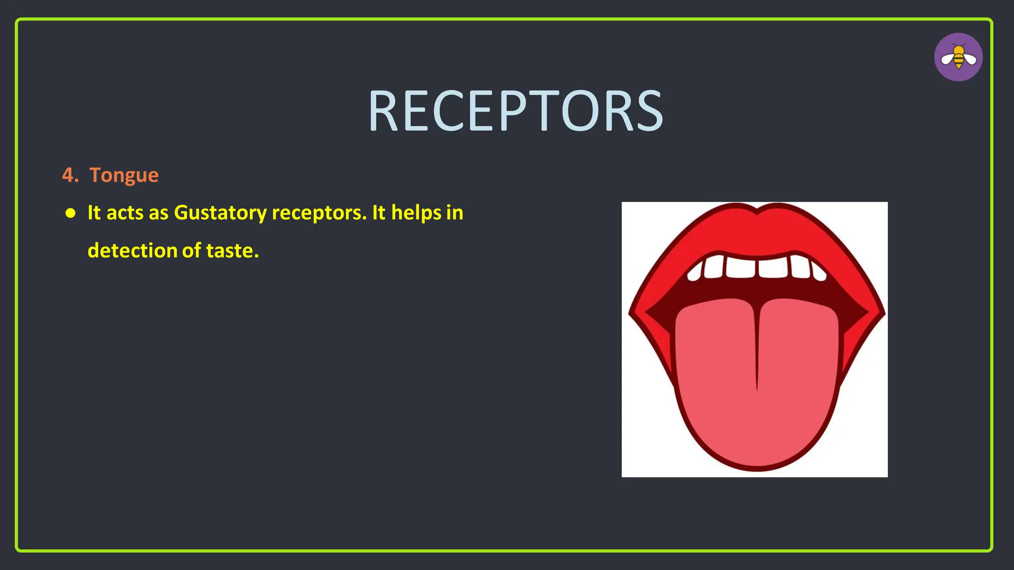 RECEPTORS
4. Tongue
● It acts as Gustatory receptors. It helps in
detection of taste.
 