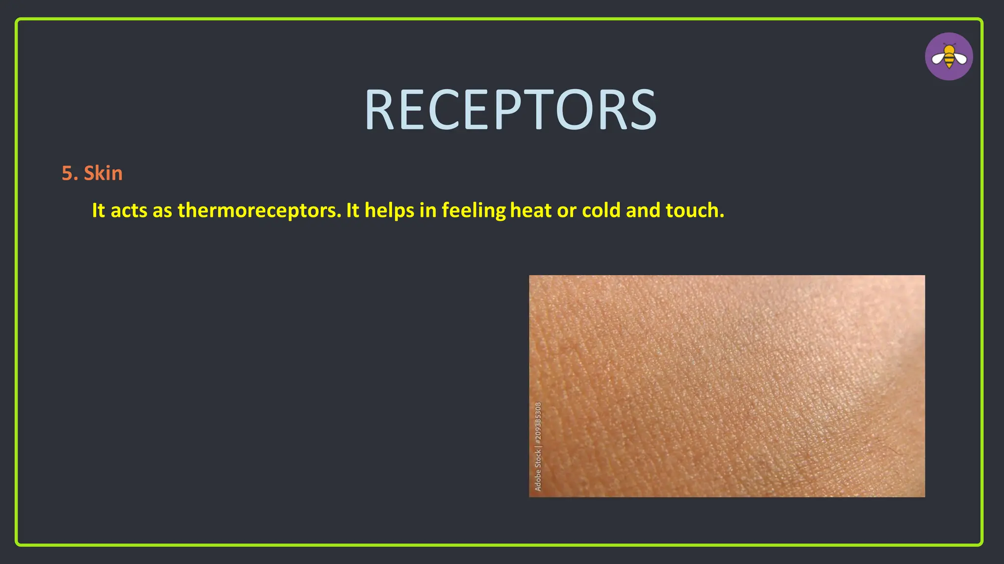 RECEPTORS
5. Skin
It acts as thermoreceptors. It helps in feeling heat or cold and touch.
 