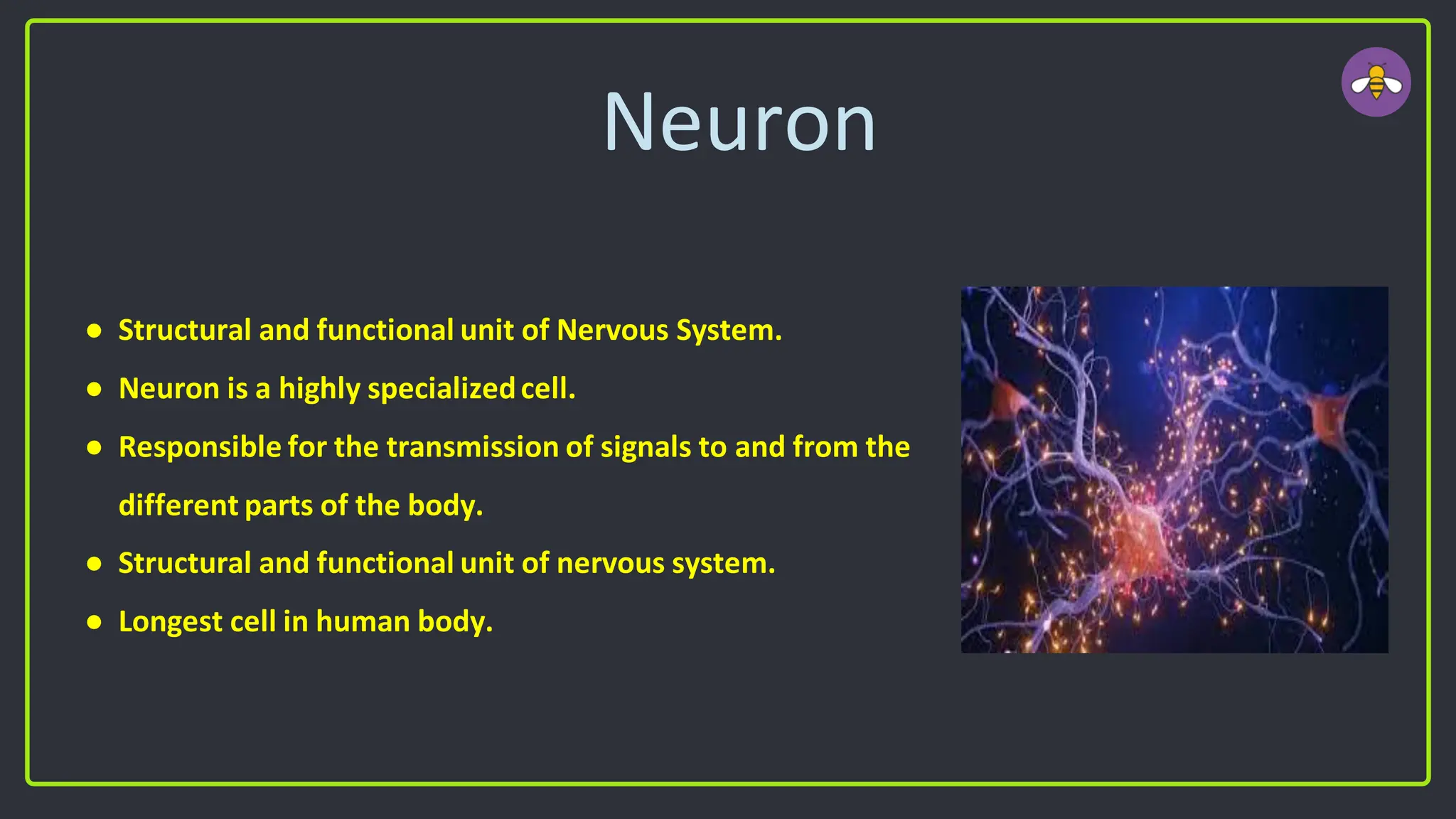Neuron
● Structural and functional unit of Nervous System.
● Neuron is a highly specializedcell.
● Responsible for the transmission of signals to and from the
different parts of the body.
● Structural and functional unit of nervous system.
● Longest cell in human body.
 