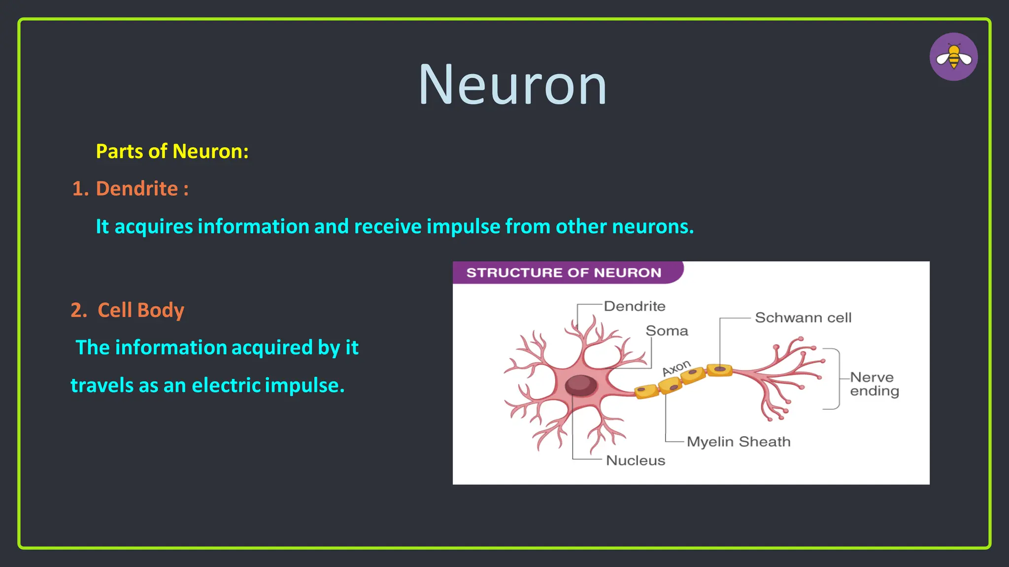 Neuron
Parts of Neuron:
1. Dendrite :
It acquires information and receive impulse from other neurons.
2. Cell Body
The information acquired by it
travels as an electric impulse.
 