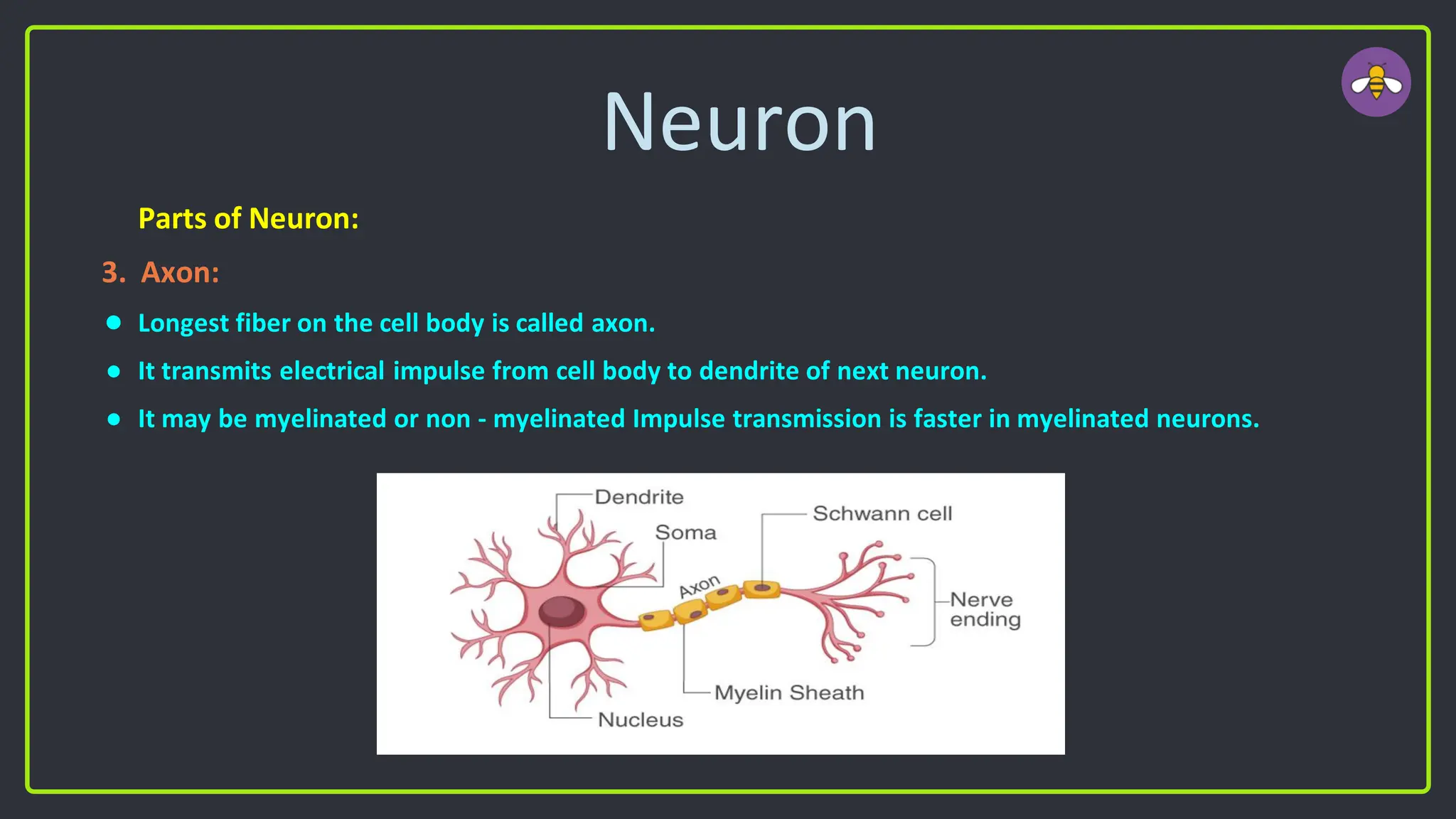 Neuron
Parts of Neuron:
3. Axon:
● Longest fiber on the cell body is called axon.
● It transmits electrical impulse from cell body to dendrite of next neuron.
● It may be myelinated or non - myelinated Impulse transmission is faster in myelinated neurons.
 