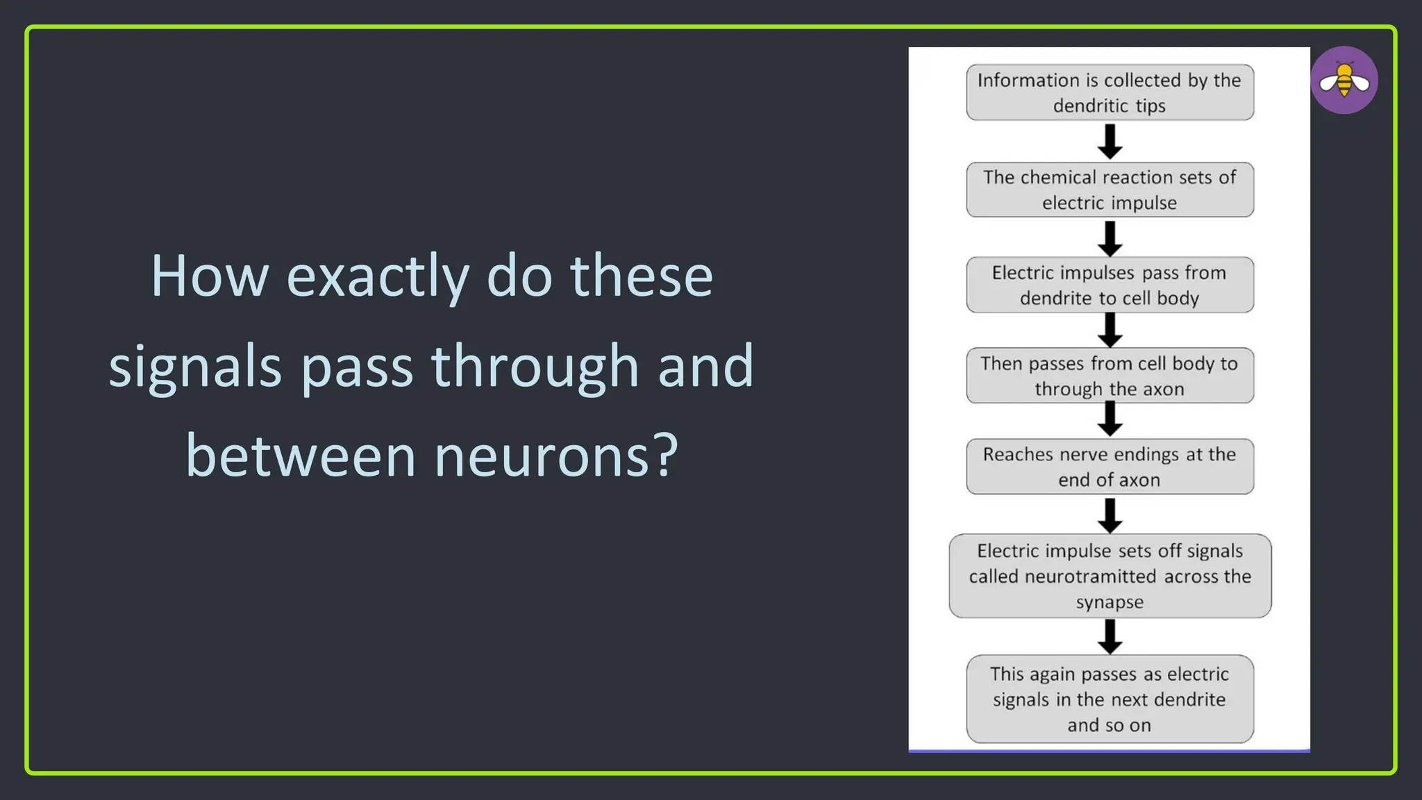How exactly do these
signals pass through and
between neurons?
 