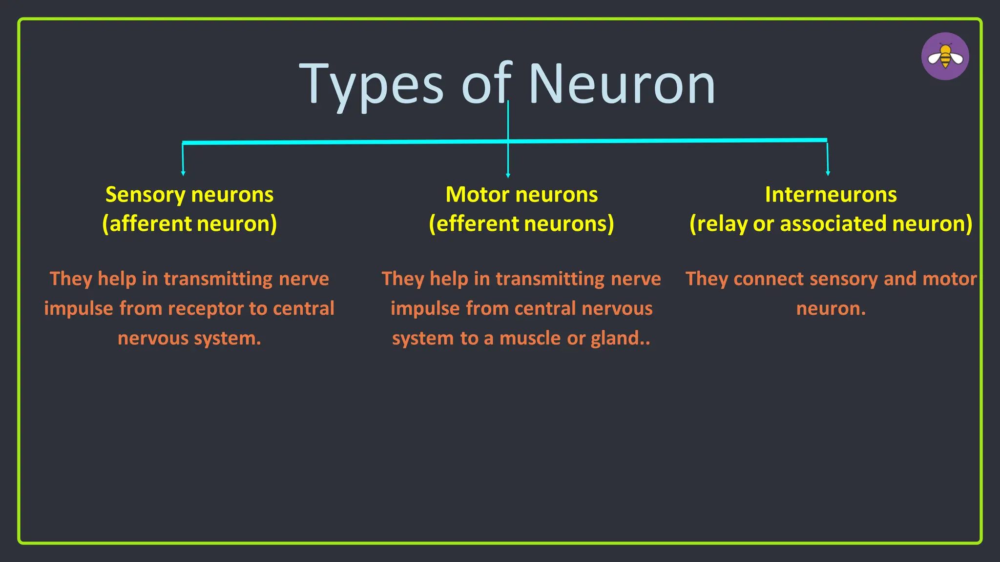 Types of Neuron
Sensory neurons
(afferent neuron)
They help in transmitting nerve
impulse from receptor to central
nervous system.
Motor neurons
(efferent neurons)
They help in transmitting nerve
impulse from central nervous
system to a muscle or gland..
Interneurons
(relay or associated neuron)
They connect sensory and motor
neuron.
 