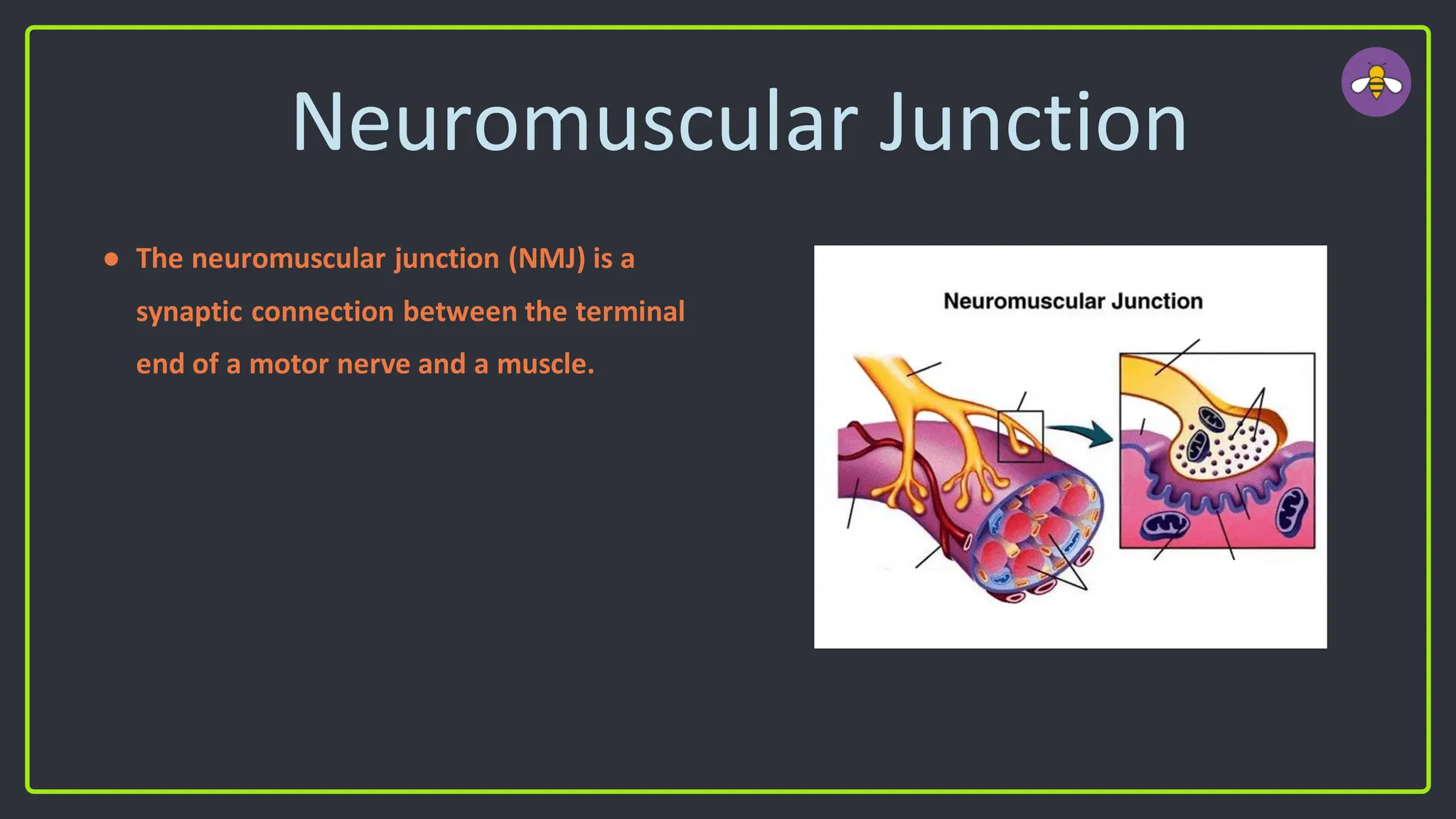 Neuromuscular Junction
● The neuromuscular junction (NMJ) is a
synaptic connection between the terminal
end of a motor nerve and a muscle.
 