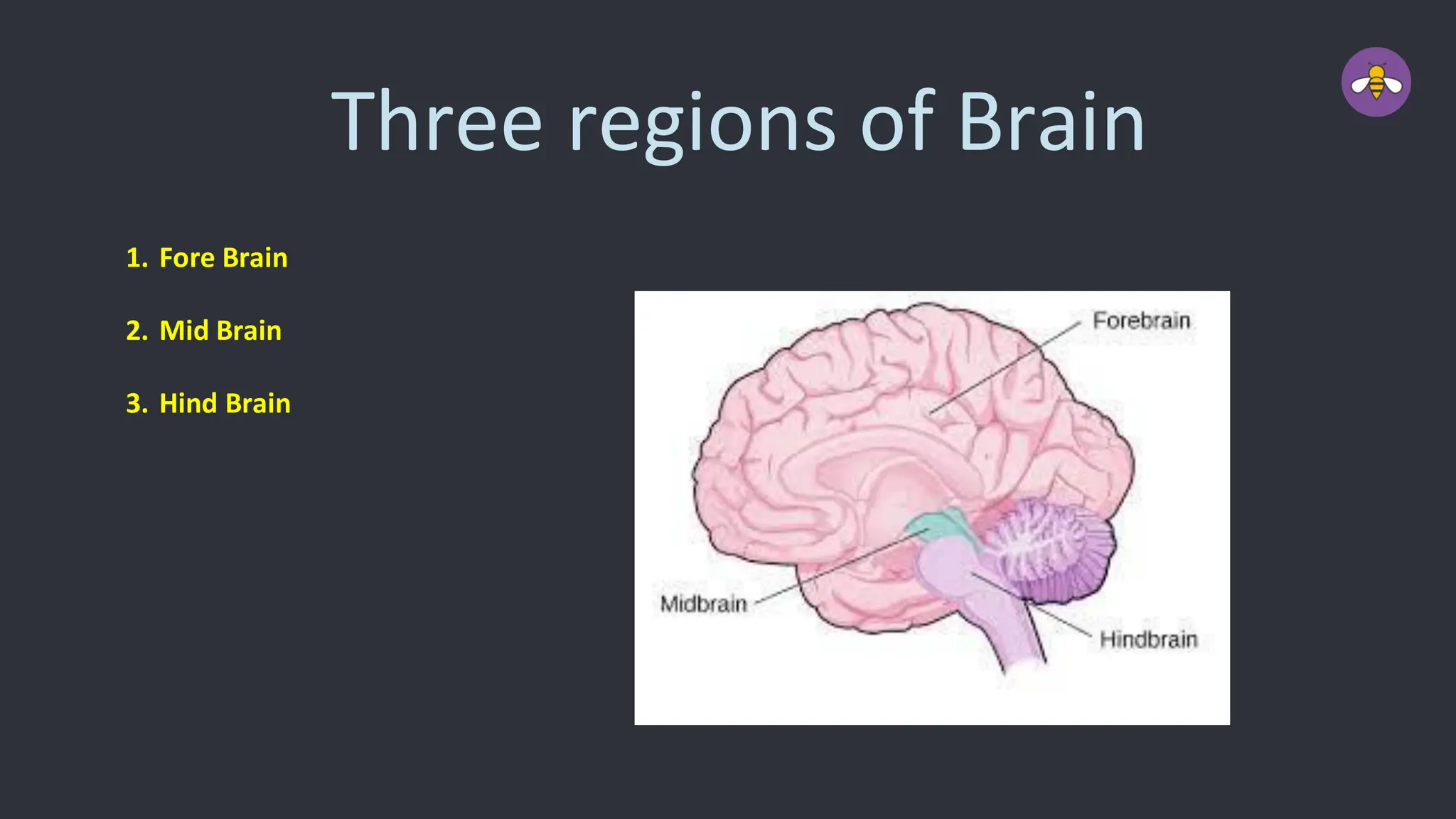 Three regions of Brain
1. Fore Brain
2. Mid Brain
3. Hind Brain
 