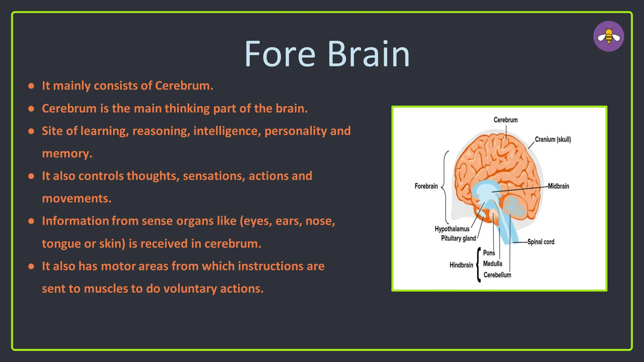 Fore Brain
● It mainly consists of Cerebrum.
● Cerebrum is the main thinking part of the brain.
● Site of learning, reasoning, intelligence, personality and
memory.
● It also controls thoughts, sensations, actions and
movements.
● Information from sense organs like (eyes, ears, nose,
tongue or skin) is received in cerebrum.
● It also has motor areas from which instructions are
sent to muscles to do voluntary actions.
 