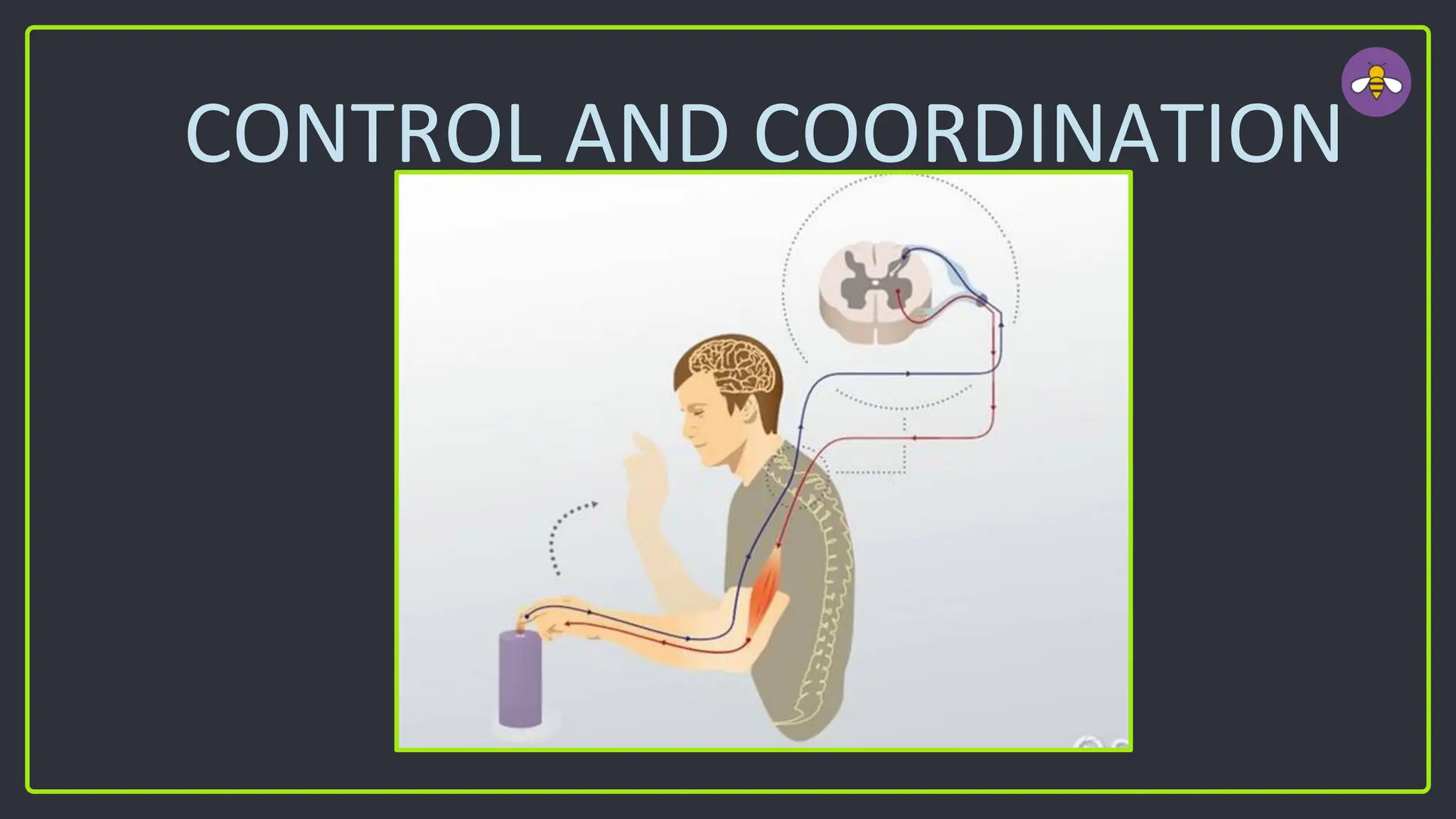 CONTROL AND COORDINATION
 