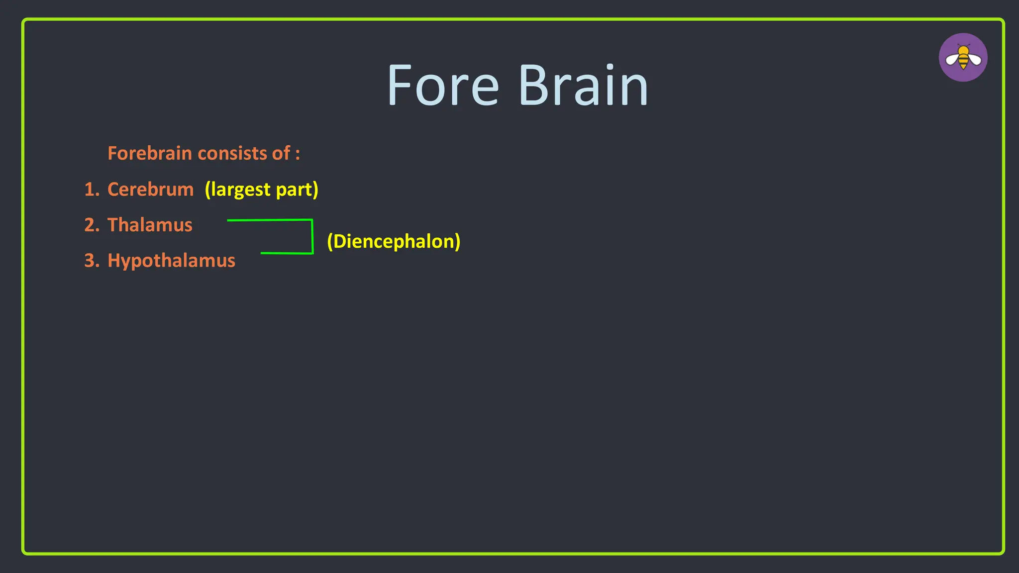 Fore Brain
Forebrain consists of :
1. Cerebrum (largest part)
2. Thalamus
3. Hypothalamus
(Diencephalon)
 