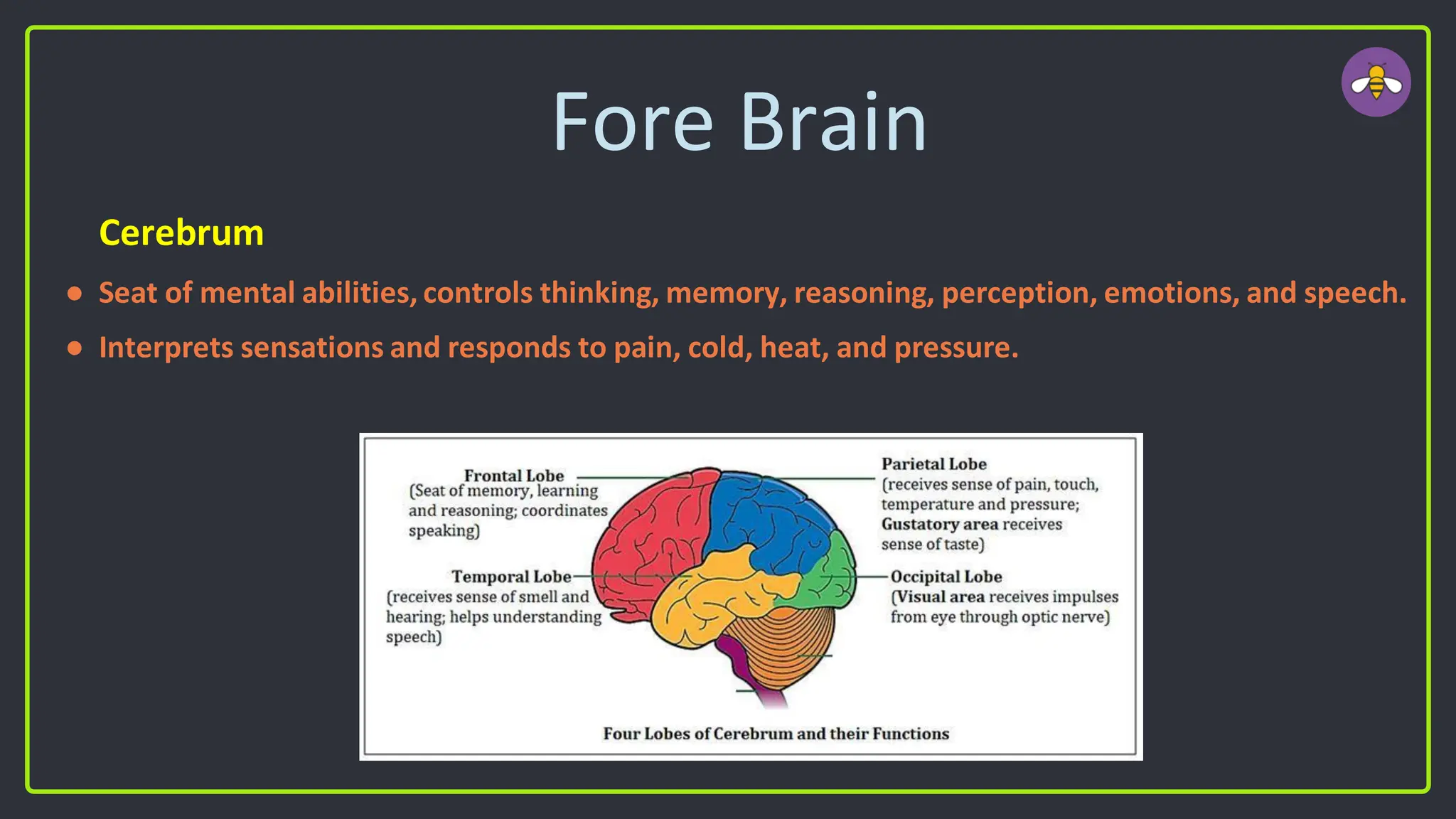 Fore Brain
Cerebrum
● Seat of mental abilities, controls thinking, memory, reasoning, perception, emotions, and speech.
● Interprets sensations and responds to pain, cold, heat, and pressure.
 