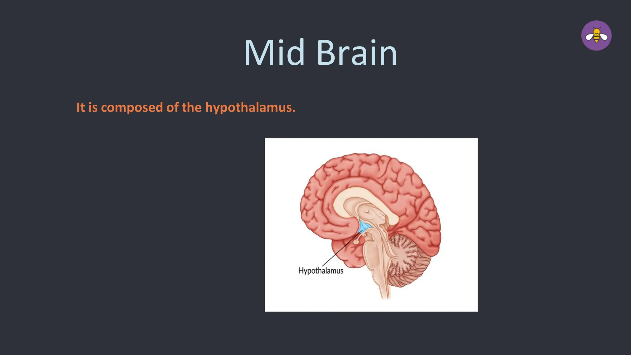 Mid Brain
It is composed of the hypothalamus.
 