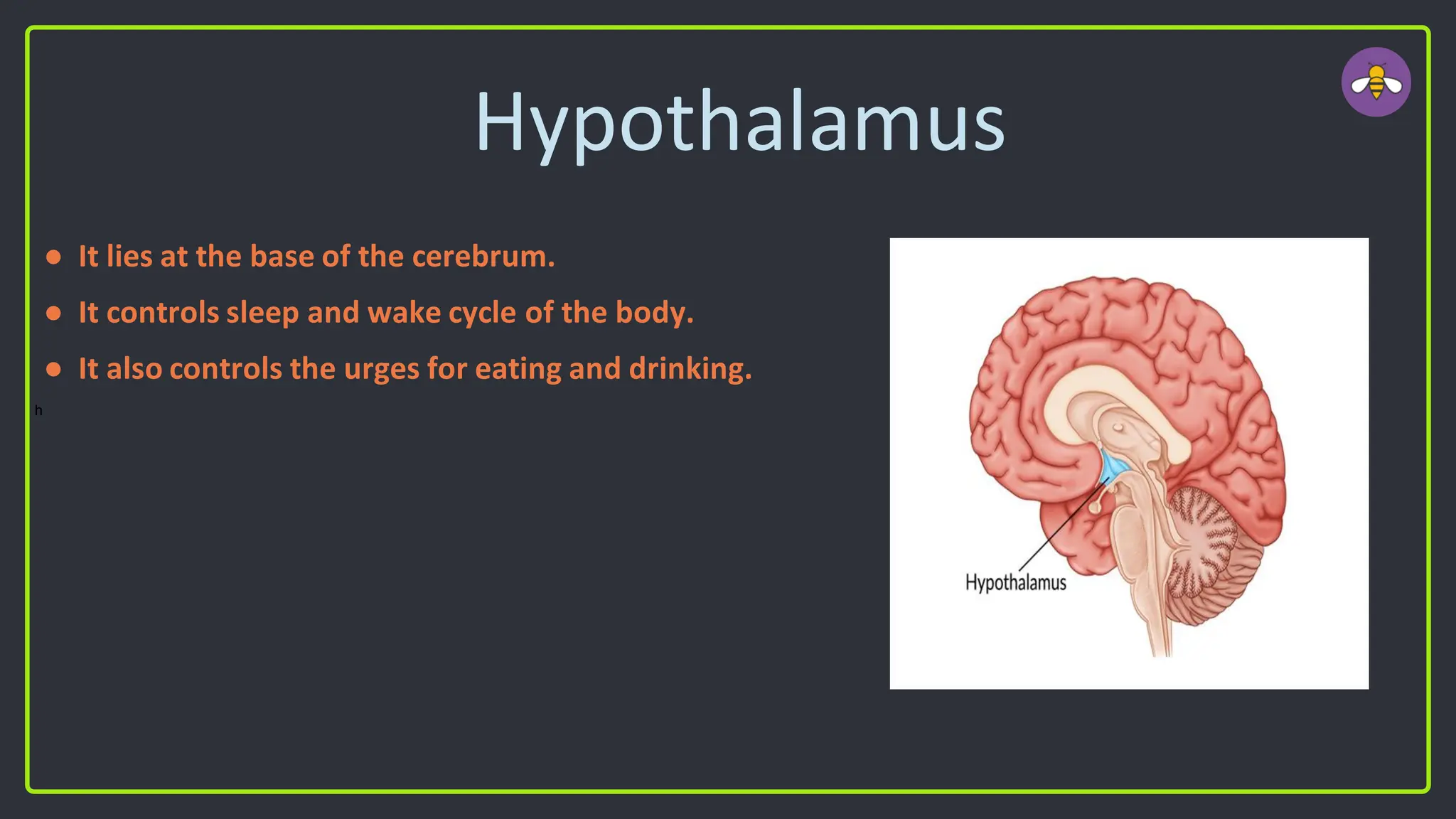 Hypothalamus
● It lies at the base of the cerebrum.
● It controls sleep and wake cycle of the body.
● It also controls the urges for eating and drinking.
h
 