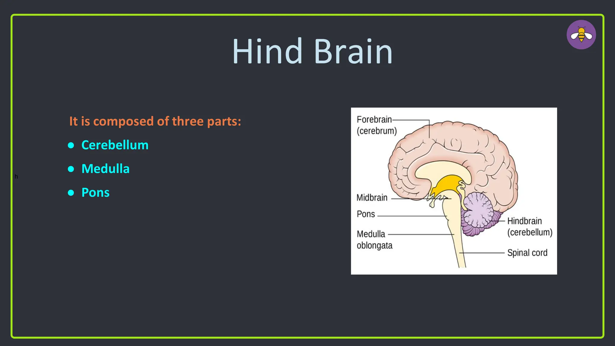Hind Brain
It is composed of three parts:
● Cerebellum
● Medulla
● Pons
h
 