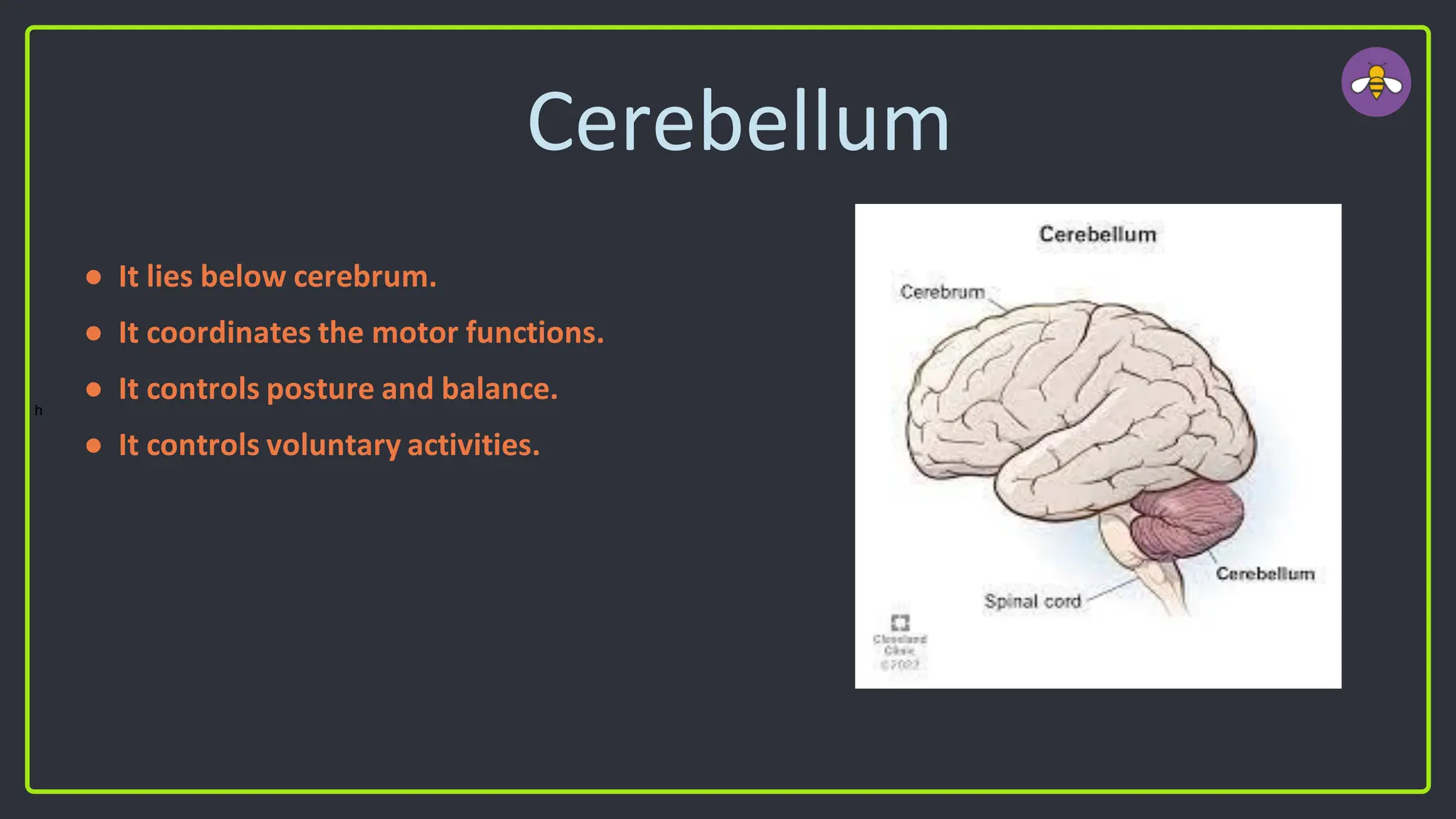 Cerebellum
● It lies below cerebrum.
● It coordinates the motor functions.
● It controls posture and balance.
● It controls voluntary activities.
h
 
