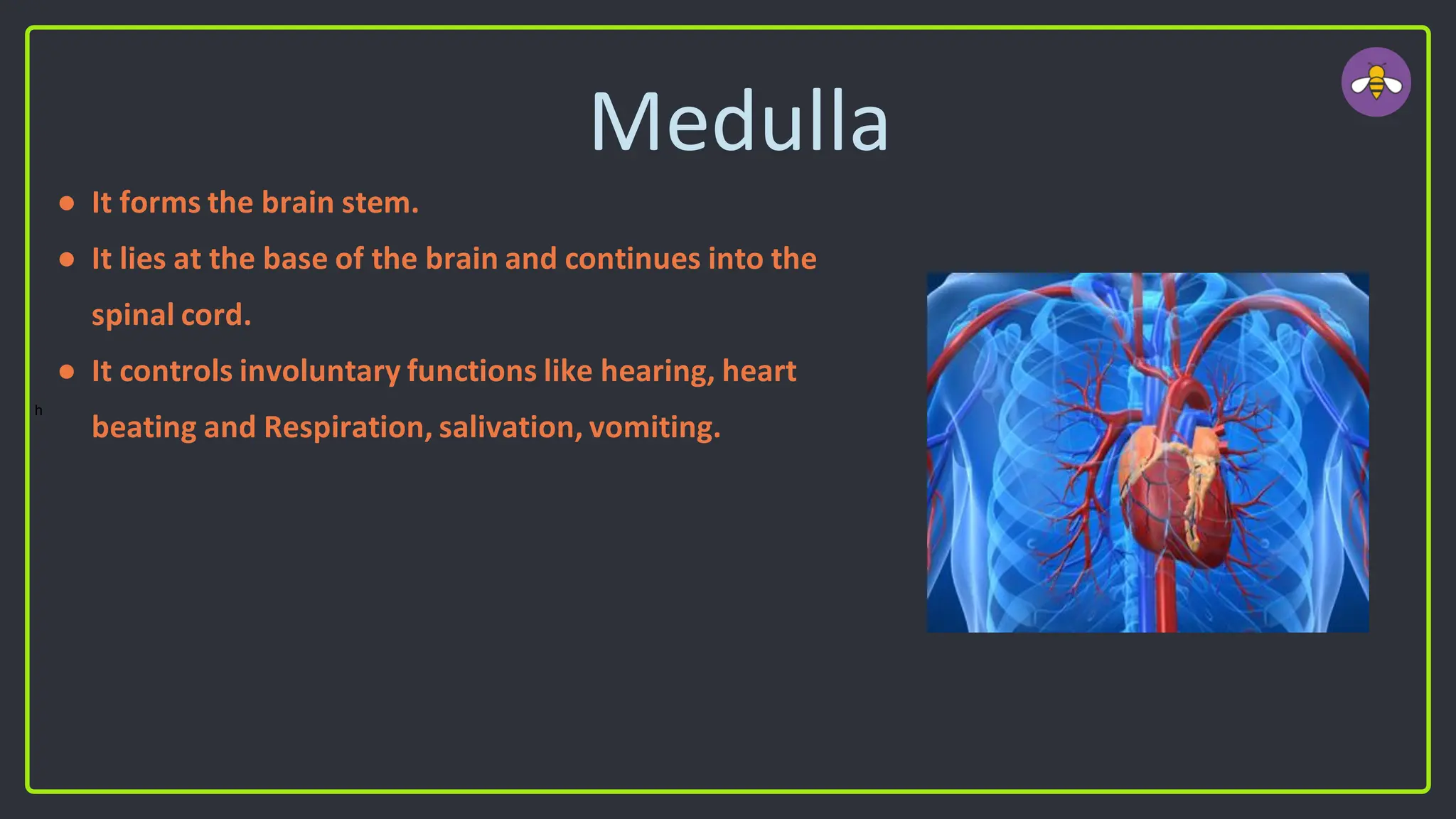 Medulla
● It forms the brain stem.
● It lies at the base of the brain and continues into the
spinal cord.
● It controls involuntary functions like hearing, heart
beating and Respiration, salivation, vomiting.
h
 