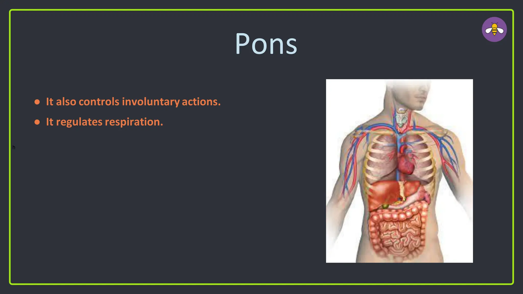 Pons
● It also controls involuntary actions.
● It regulates respiration.
h
 