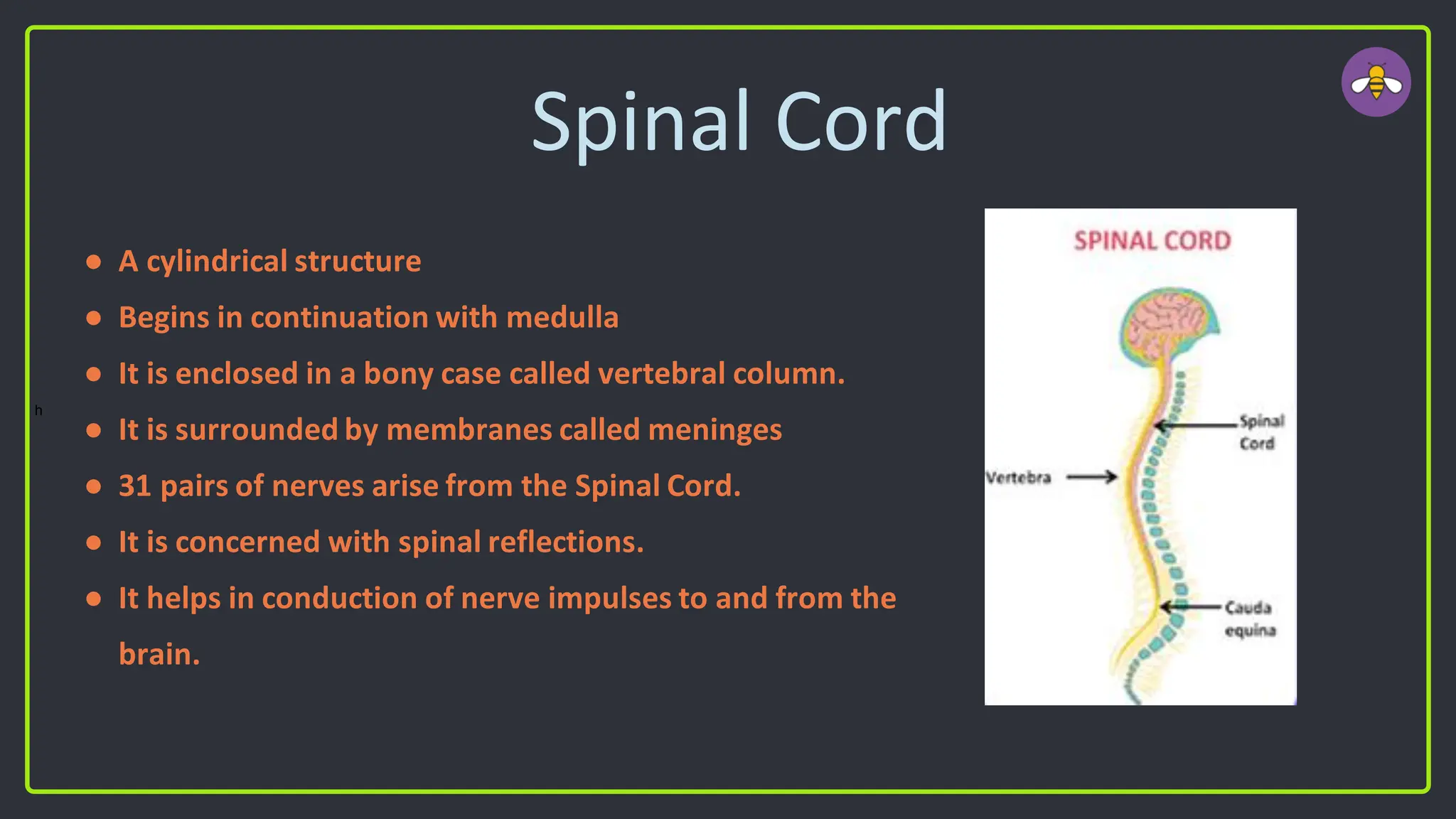 Spinal Cord
● A cylindrical structure
● Begins in continuation with medulla
● It is enclosed in a bony case called vertebral column.
● It is surrounded by membranes called meninges
● 31 pairs of nerves arise from the Spinal Cord.
● It is concerned with spinal reflections.
● It helps in conduction of nerve impulses to and from the
brain.
h
 