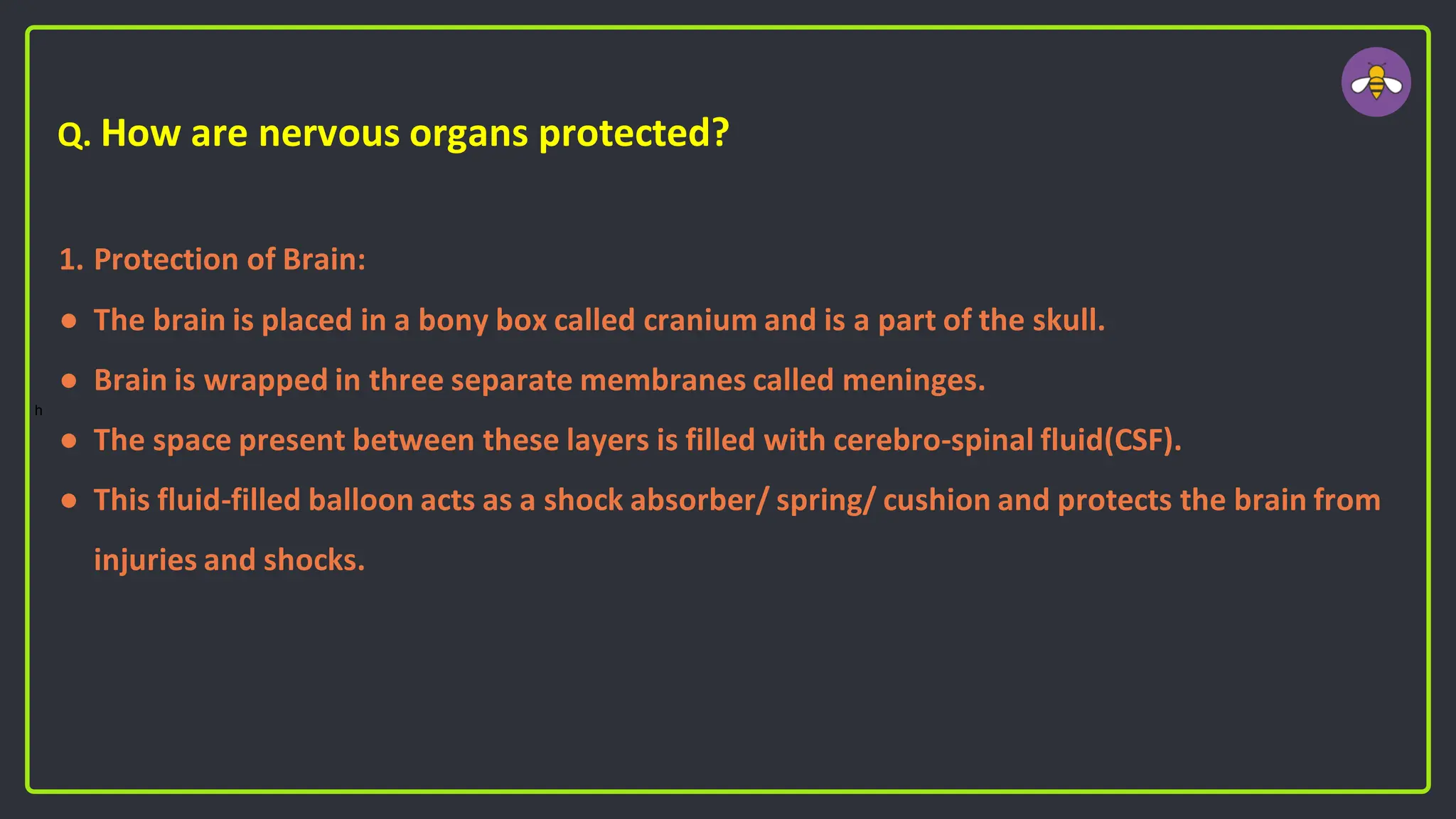 Q. How are nervous organs protected?
1. Protection of Brain:
● The brain is placed in a bony box called cranium and is a part of the skull.
● Brain is wrapped in three separate membranes called meninges.
● The space present between these layers is filled with cerebro-spinal fluid(CSF).
● This fluid-filled balloon acts as a shock absorber/ spring/ cushion and protects the brain from
injuries and shocks.
h
 