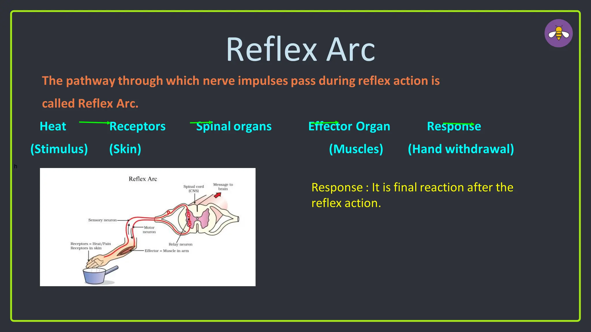 Reflex Arc
The pathway through which nerve impulses pass during reflex action is
called Reflex Arc.
Heat Receptors Spinal organs Effector Organ Response
(Stimulus) (Skin) (Muscles) (Hand withdrawal)
h
Response : It is final reaction after the
reflex action.
 