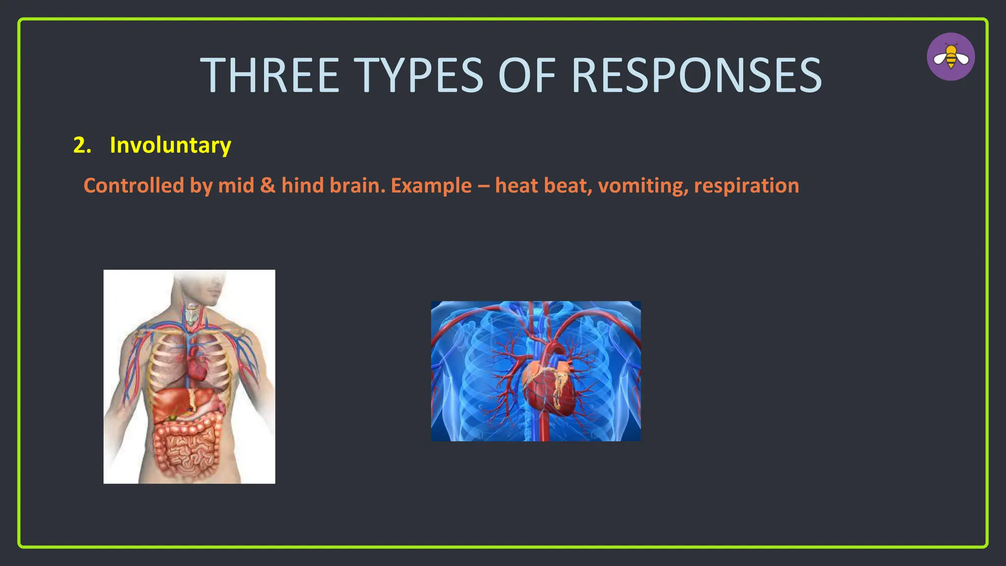 THREE TYPES OF RESPONSES
2. Involuntary
Controlled by mid & hind brain. Example – heat beat, vomiting, respiration
 