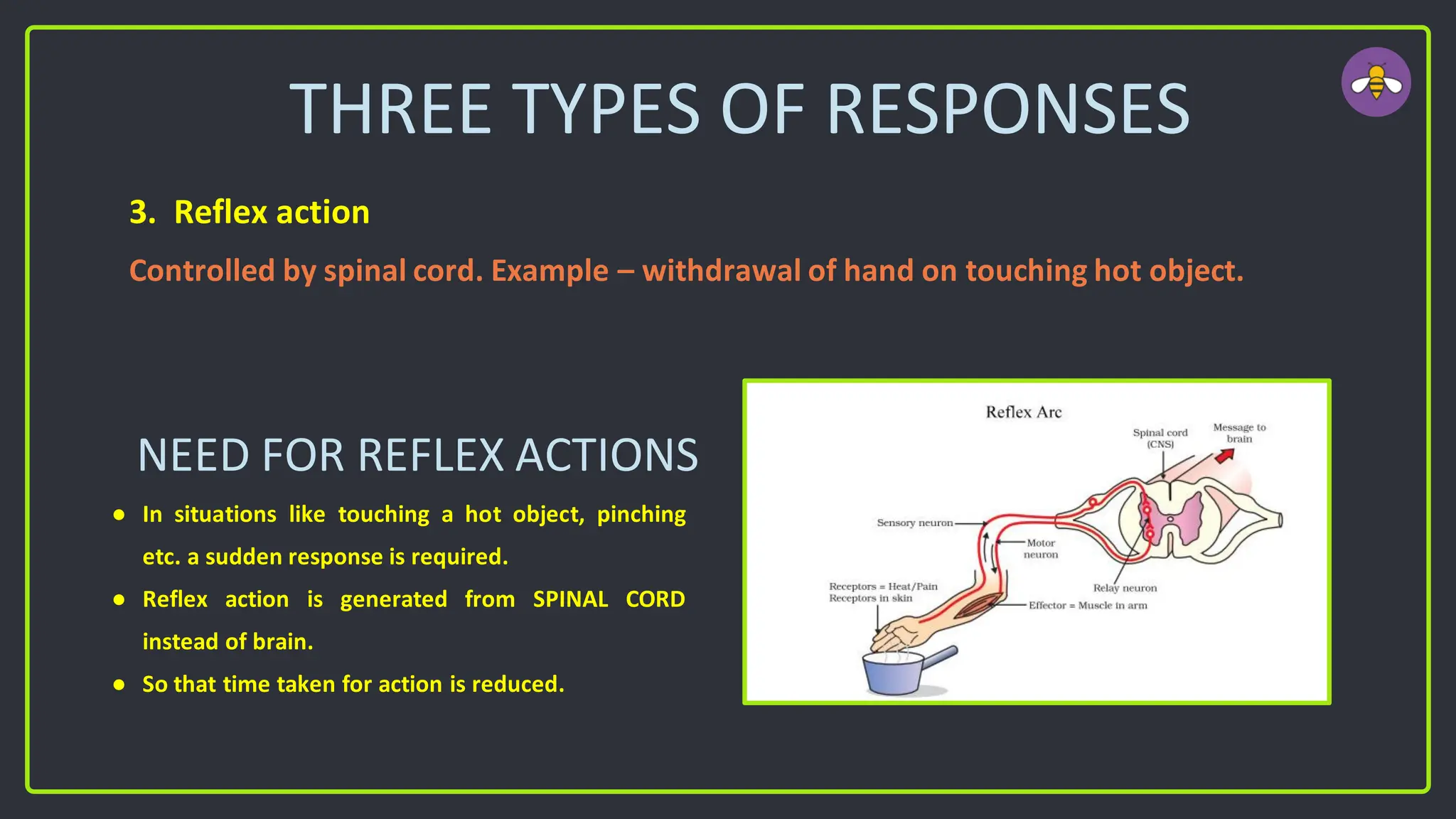 THREE TYPES OF RESPONSES
3. Reflex action
Controlled by spinal cord. Example – withdrawal of hand on touching hot object.
NEED FOR REFLEX ACTIONS
● In situations like touching a hot object, pinching
etc. a sudden response is required.
● Reflex action is generated from SPINAL CORD
instead of brain.
● So that time taken for action is reduced.
 