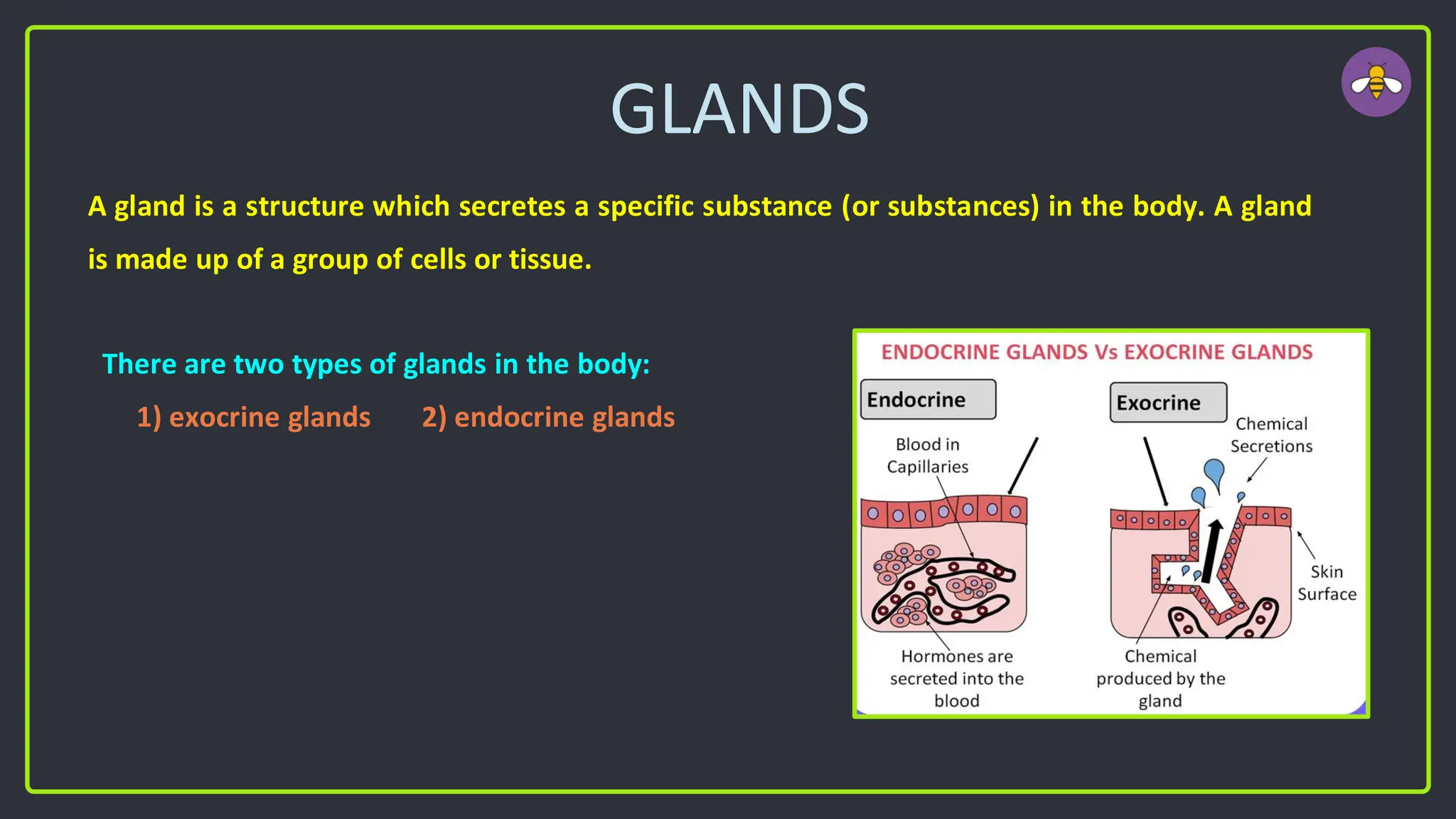 GLANDS
A gland is a structure which secretes a specific substance (or substances) in the body. A gland
is made up of a group of cells or tissue.
There are two types of glands in the body:
1) exocrine glands 2) endocrine glands
 