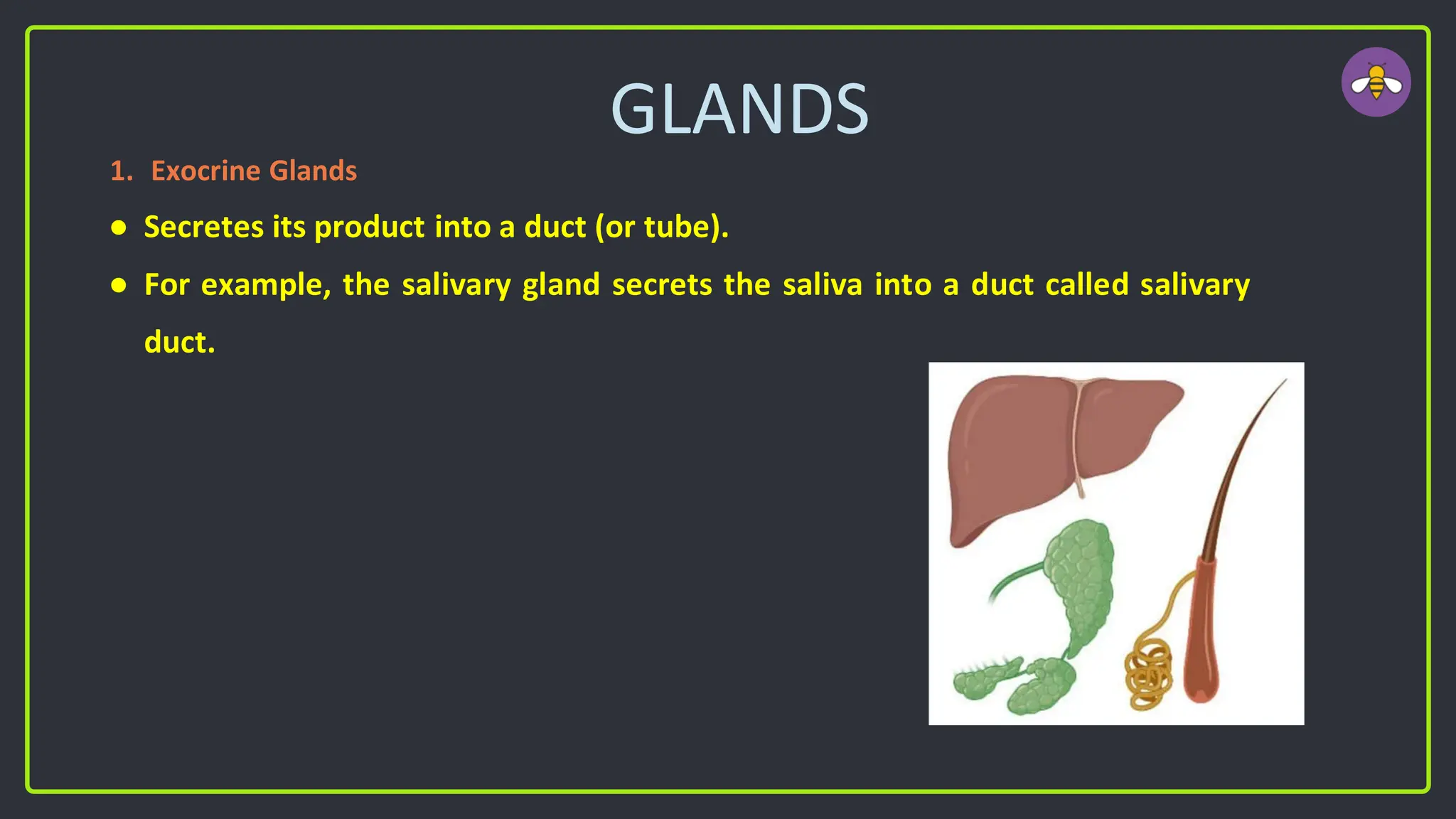 GLANDS
1. Exocrine Glands
● Secretes its product into a duct (or tube).
● For example, the salivary gland secrets the saliva into a duct called salivary
duct.
 