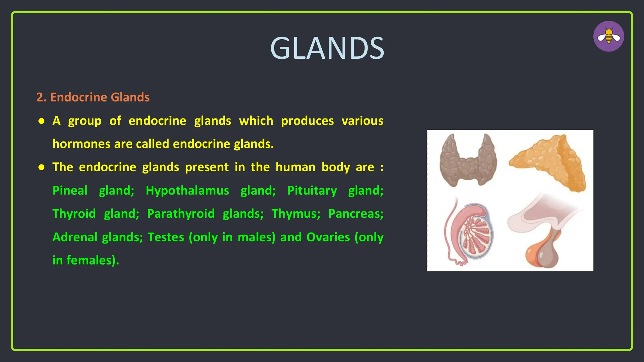 GLANDS
2. Endocrine Glands
● A group of endocrine glands which produces various
hormones are called endocrine glands.
● The endocrine glands present in the human body are :
Pineal gland; Hypothalamus gland; Pituitary gland;
Thyroid gland; Parathyroid glands; Thymus; Pancreas;
Adrenal glands; Testes (only in males) and Ovaries (only
in females).
 