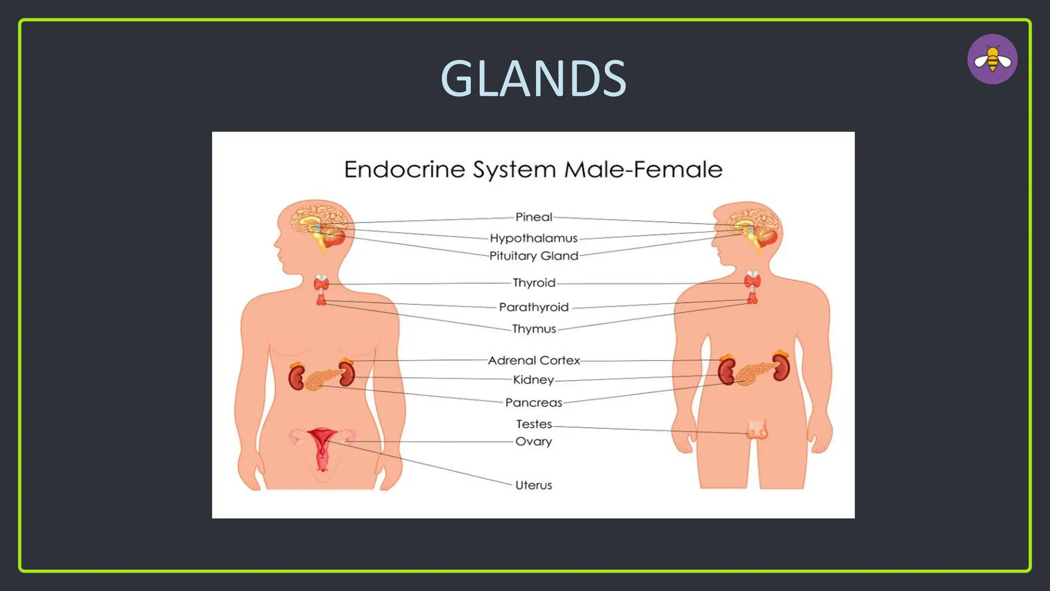 GLANDS
 