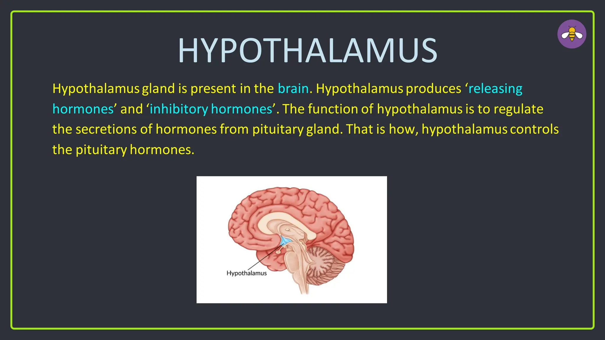 HYPOTHALAMUS
Hypothalamusgland is present in the brain. Hypothalamusproduces ‘releasing
hormones’ and ‘inhibitory hormones’. The function of hypothalamus is to regulate
the secretions of hormones from pituitary gland. That is how, hypothalamuscontrols
the pituitary hormones.
 