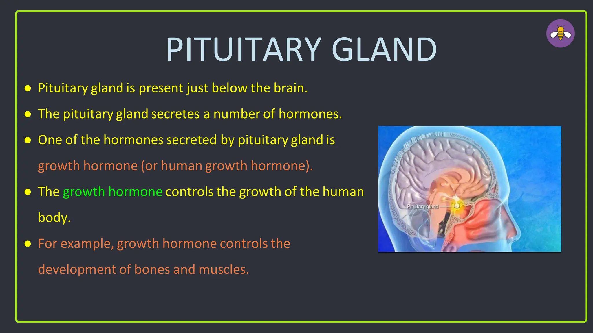 PITUITARY GLAND
● Pituitary gland is present just below the brain.
● The pituitary gland secretes a number of hormones.
● One of the hormones secreted by pituitary gland is
growth hormone (or human growth hormone).
● The growth hormone controls the growth of the human
body.
● For example, growth hormone controls the
development of bones and muscles.
 