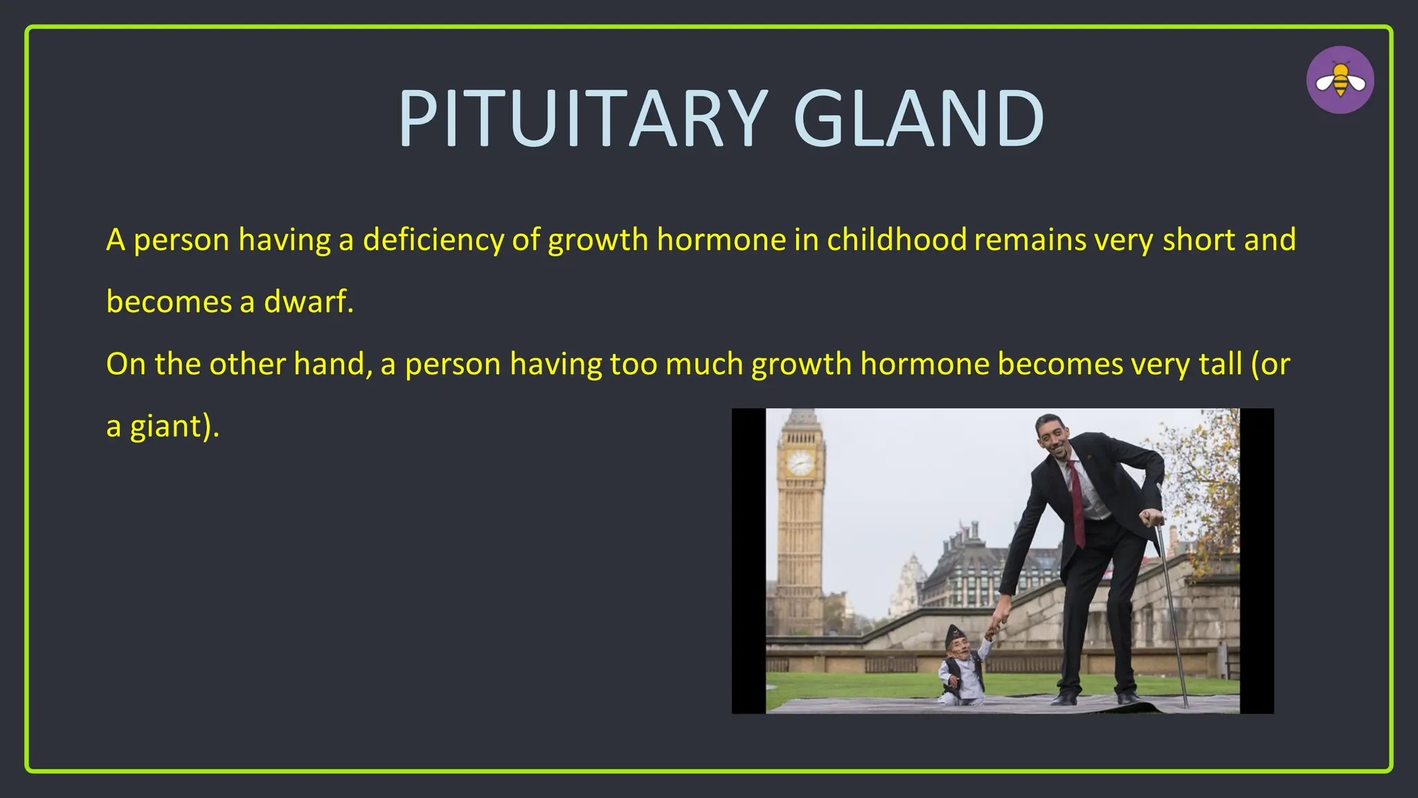 PITUITARY GLAND
A person having a deficiency of growth hormone in childhood remains very short and
becomes a dwarf.
On the other hand, a person having too much growth hormone becomes very tall (or
a giant).
 