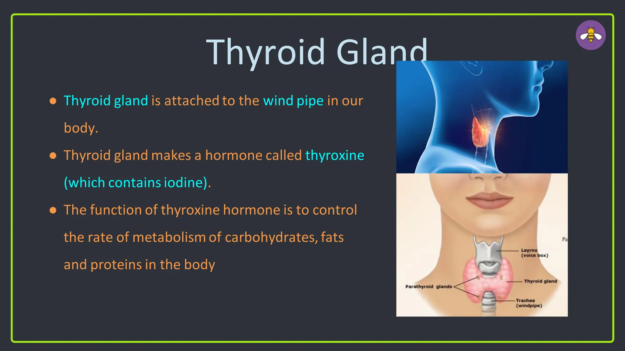 Thyroid Gland
● Thyroid gland is attached to the wind pipe in our
body.
● Thyroid gland makes a hormone called thyroxine
(which contains iodine).
● The function of thyroxine hormone is to control
the rate of metabolism of carbohydrates, fats
and proteins in the body
 