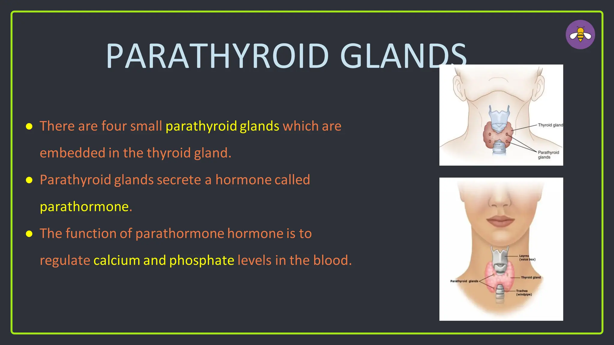 PARATHYROID GLANDS
● There are four small parathyroid glands which are
embedded in the thyroid gland.
● Parathyroid glands secrete a hormone called
parathormone.
● The function of parathormone hormone is to
regulate calcium and phosphate levels in the blood.
 