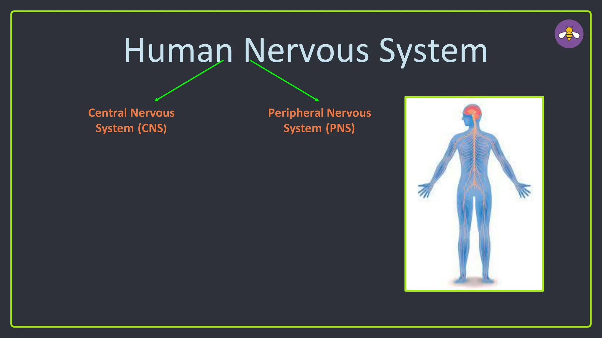 Human Nervous System
Central Nervous
System (CNS)
Peripheral Nervous
System (PNS)
 