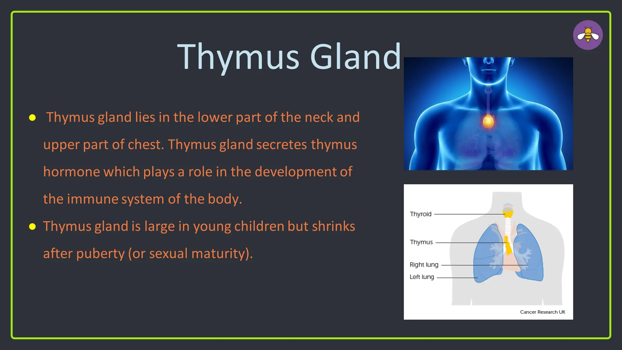 Thymus Gland
● Thymus gland lies in the lower part of the neck and
upper part of chest. Thymus gland secretes thymus
hormone which plays a role in the development of
the immune system of the body.
● Thymus gland is large in young children but shrinks
after puberty (or sexual maturity).
 