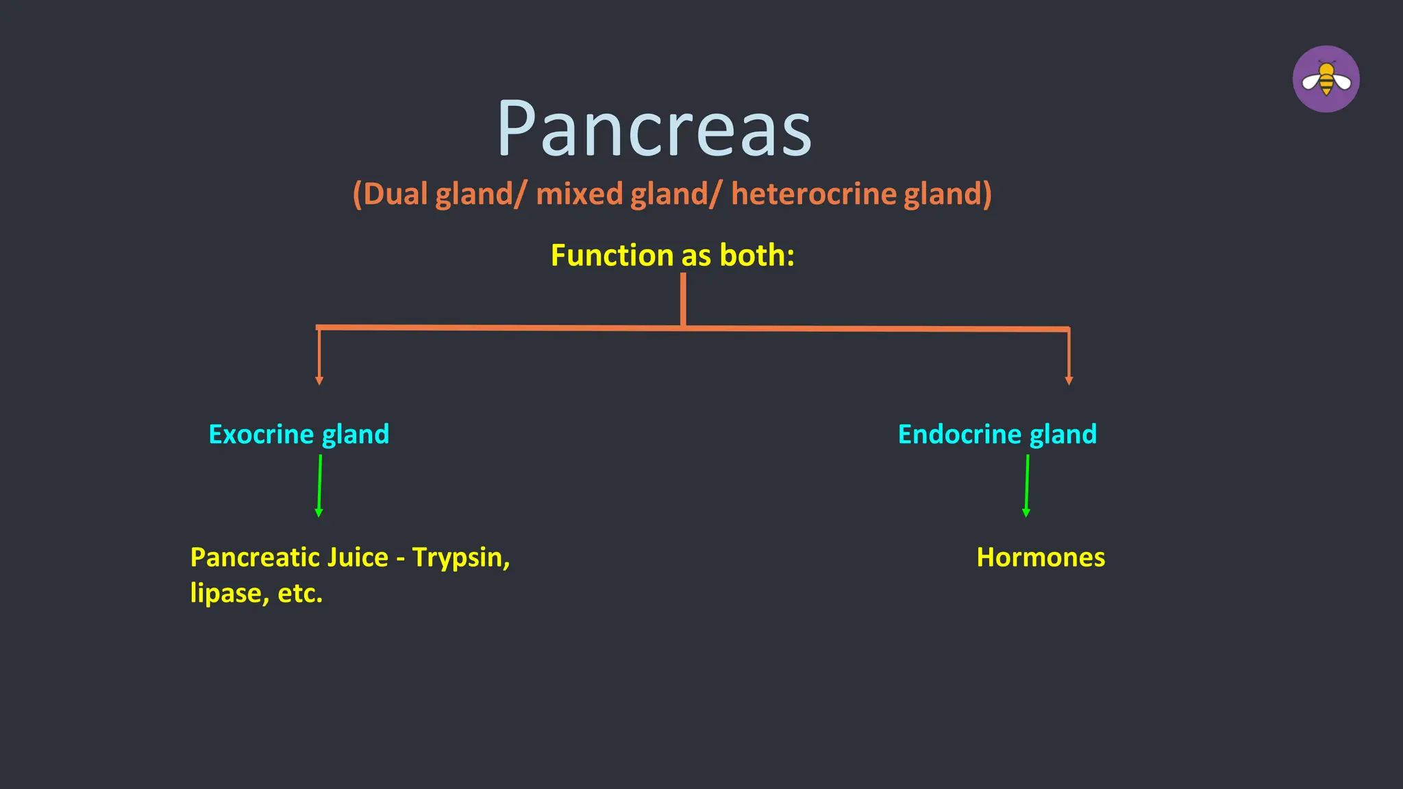 Pancreas
(Dual gland/ mixed gland/ heterocrine gland)
Function as both:
Exocrine gland Endocrine gland
Pancreatic Juice - Trypsin,
lipase, etc.
Hormones
 