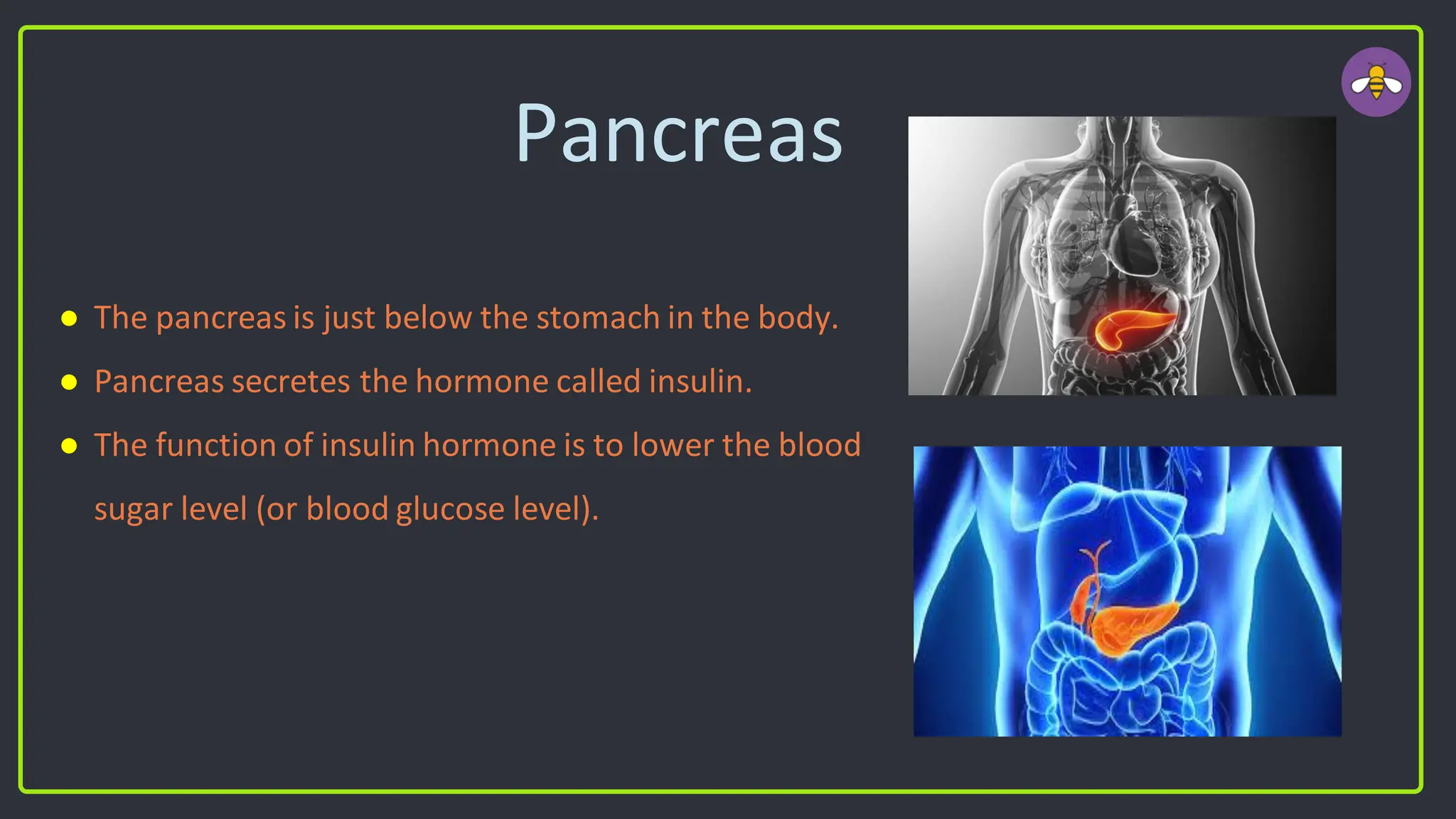 Pancreas
● The pancreas is just below the stomach in the body.
● Pancreas secretes the hormone called insulin.
● The function of insulin hormone is to lower the blood
sugar level (or blood glucose level).
 
