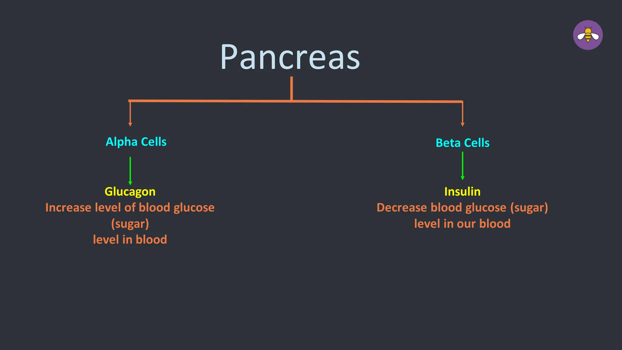 Pancreas
Alpha Cells Beta Cells
Glucagon
Increase level of blood glucose
(sugar)
level in blood
Insulin
Decrease blood glucose (sugar)
level in our blood
 