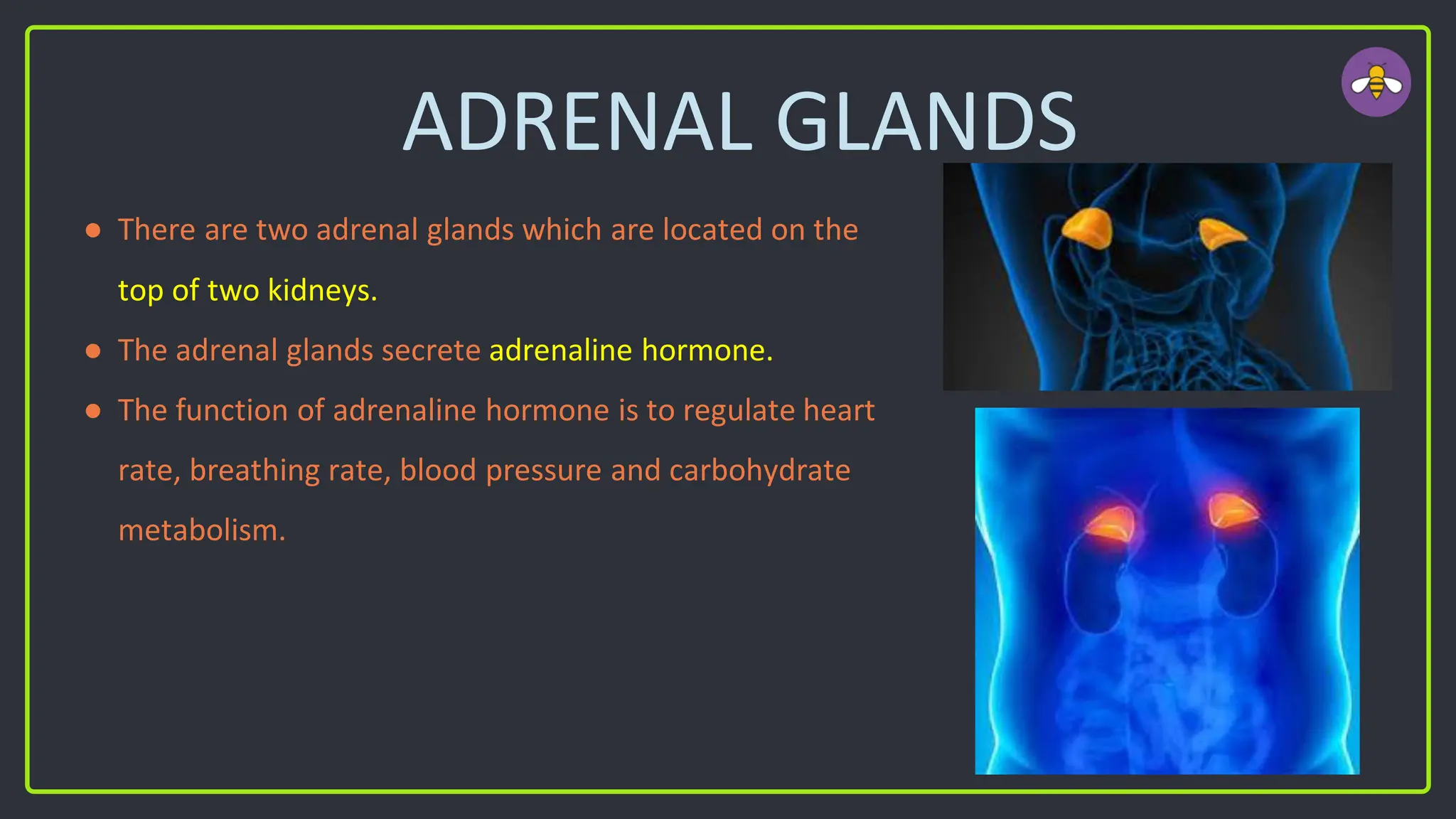 ADRENAL GLANDS
● There are two adrenal glands which are located on the
top of two kidneys.
● The adrenal glands secrete adrenaline hormone.
● The function of adrenaline hormone is to regulate heart
rate, breathing rate, blood pressure and carbohydrate
metabolism.
 