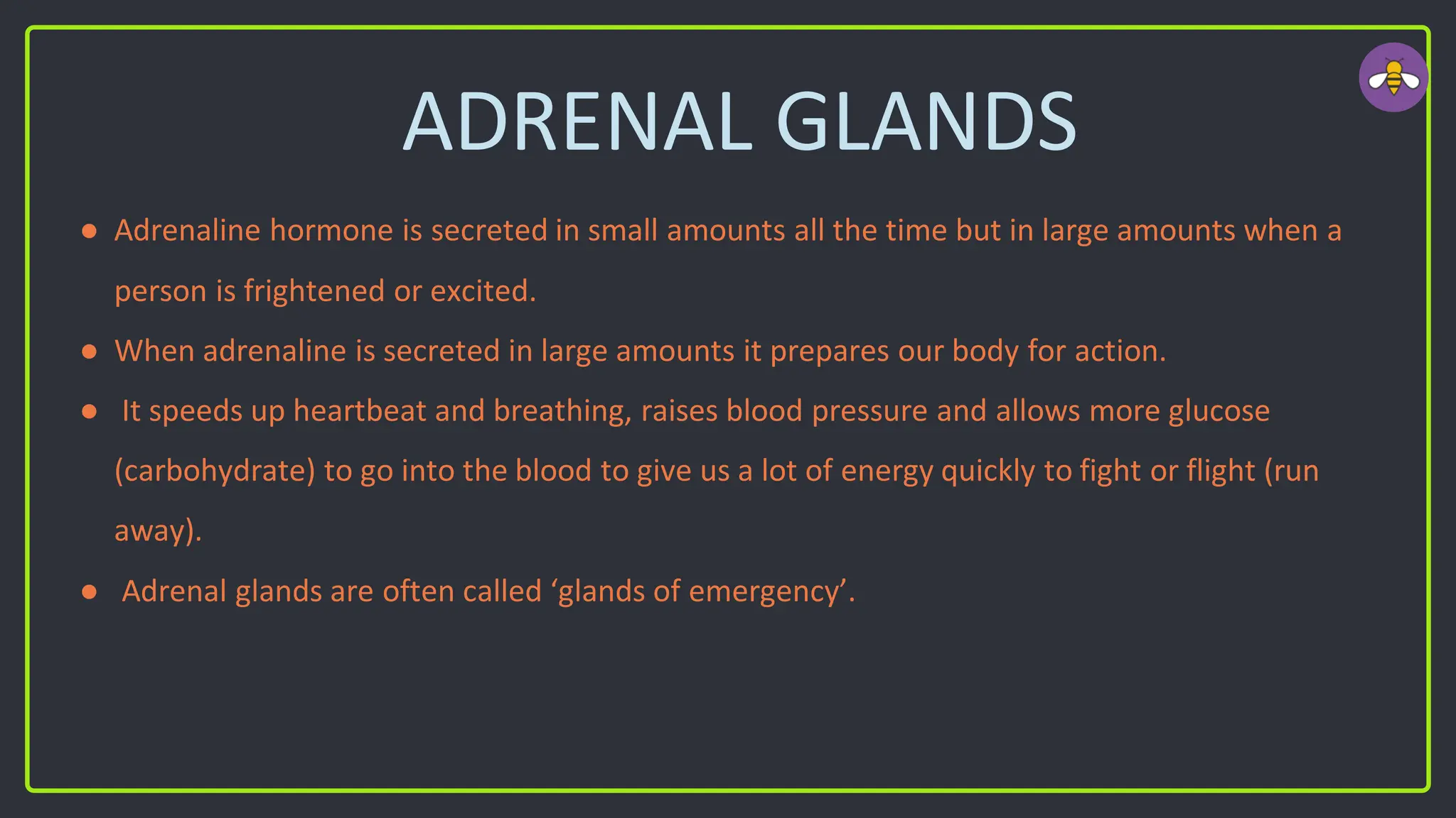 ADRENAL GLANDS
● Adrenaline hormone is secreted in small amounts all the time but in large amounts when a
person is frightened or excited.
● When adrenaline is secreted in large amounts it prepares our body for action.
● It speeds up heartbeat and breathing, raises blood pressure and allows more glucose
(carbohydrate) to go into the blood to give us a lot of energy quickly to fight or flight (run
away).
● Adrenal glands are often called ‘glands of emergency’.
 