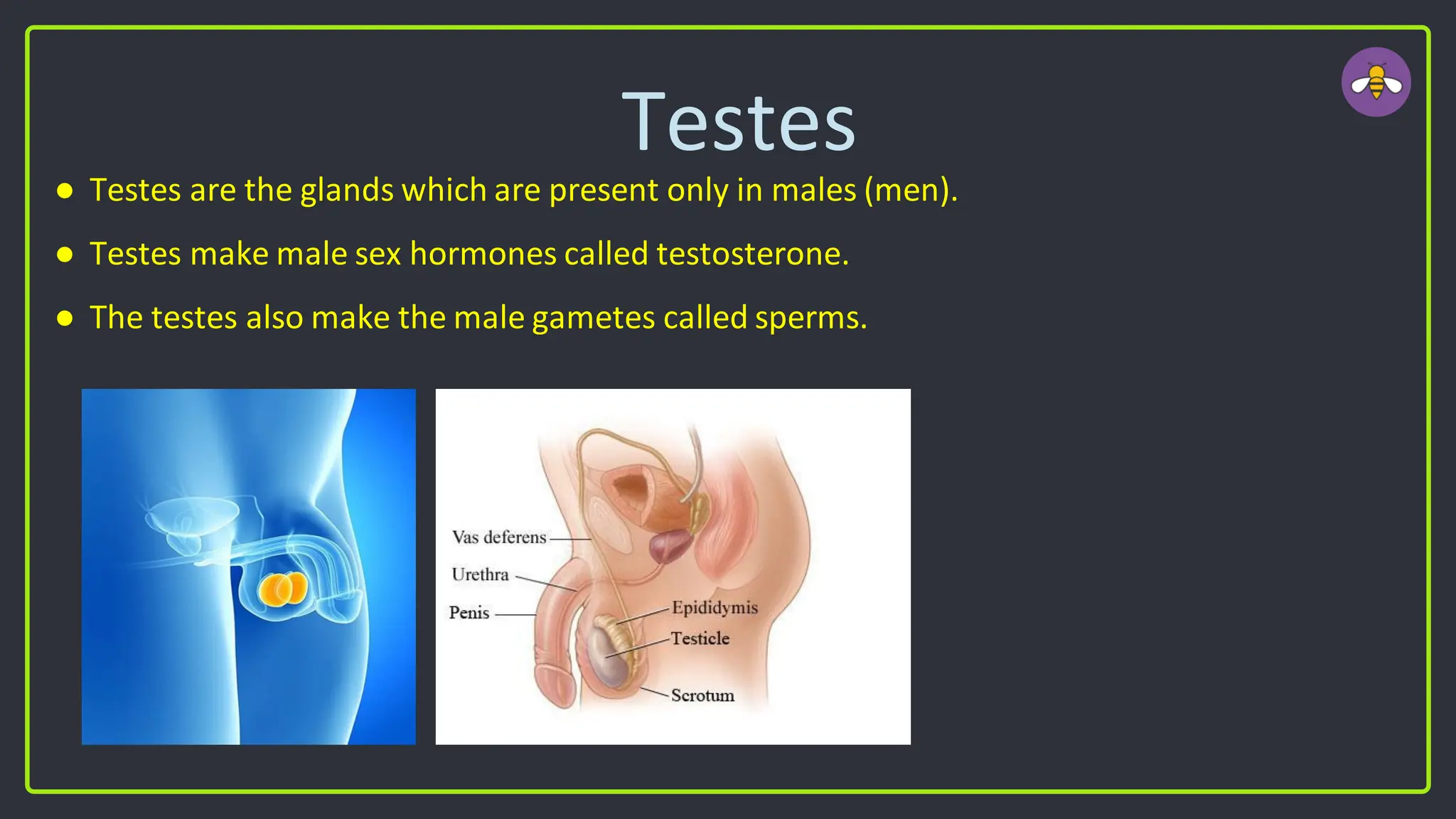 Testes
● Testes are the glands which are present only in males (men).
● Testes make male sex hormones called testosterone.
● The testes also make the male gametes called sperms.
 