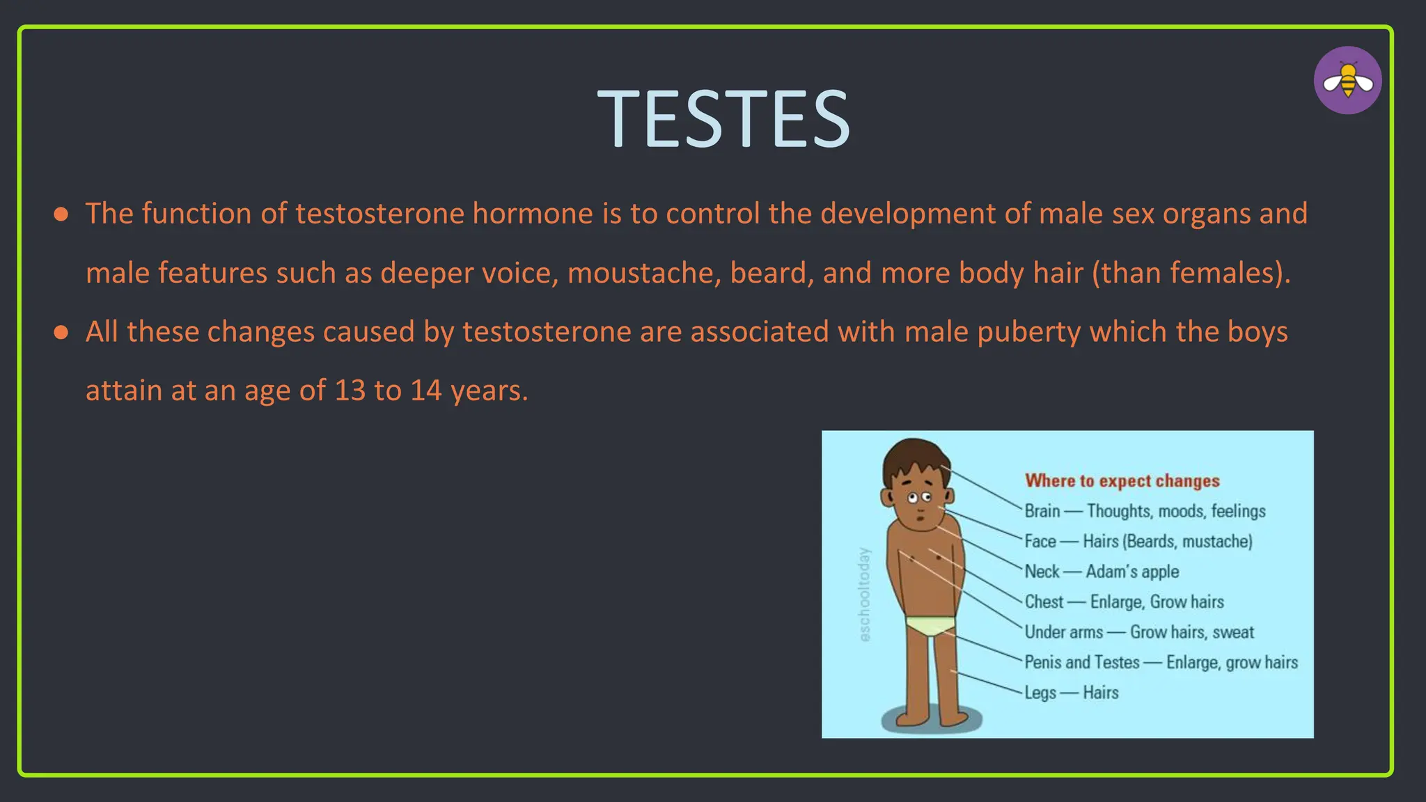 TESTES
● The function of testosterone hormone is to control the development of male sex organs and
male features such as deeper voice, moustache, beard, and more body hair (than females).
● All these changes caused by testosterone are associated with male puberty which the boys
attain at an age of 13 to 14 years.
 