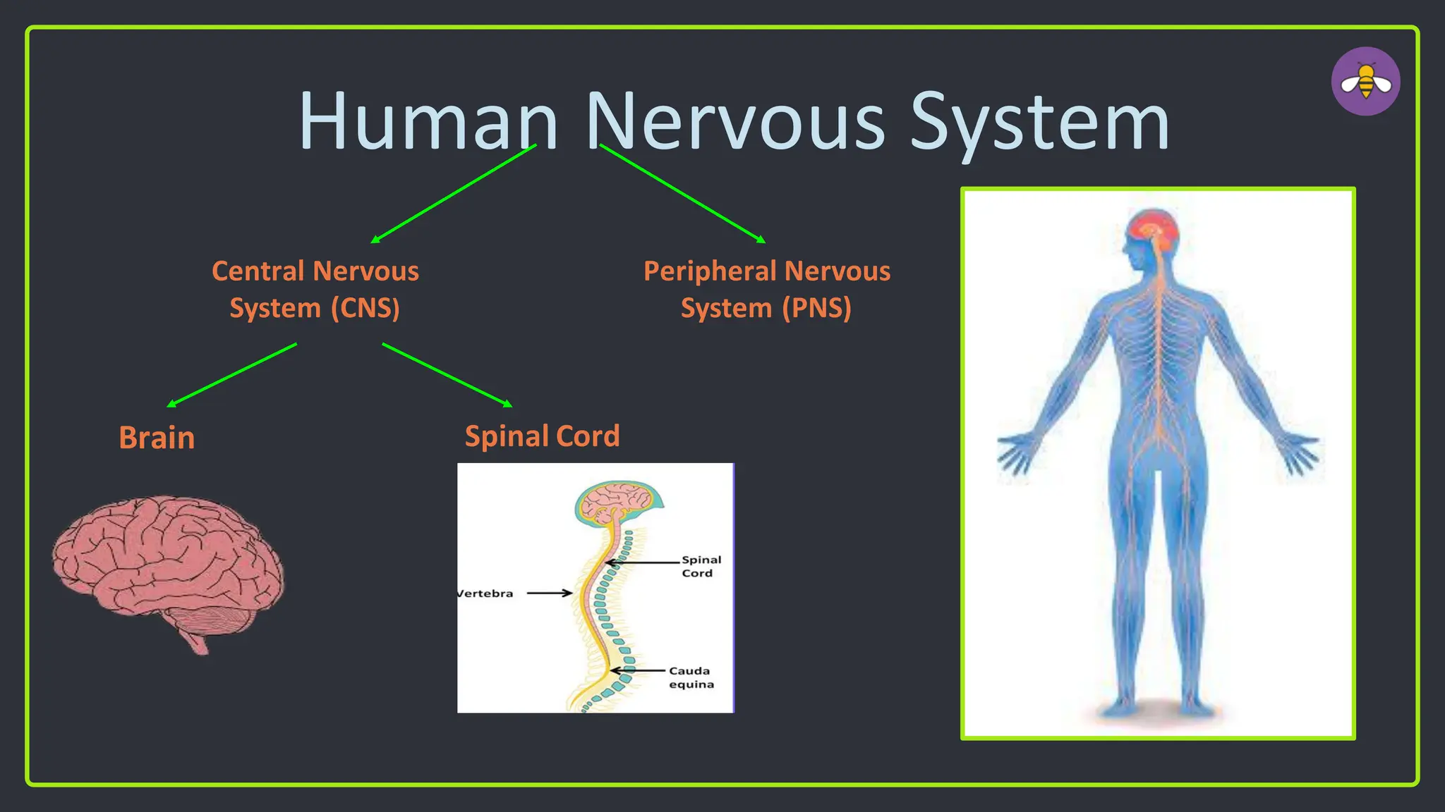 Human Nervous System
Central Nervous
System (CNS)
Peripheral Nervous
System (PNS)
Brain Spinal Cord
 