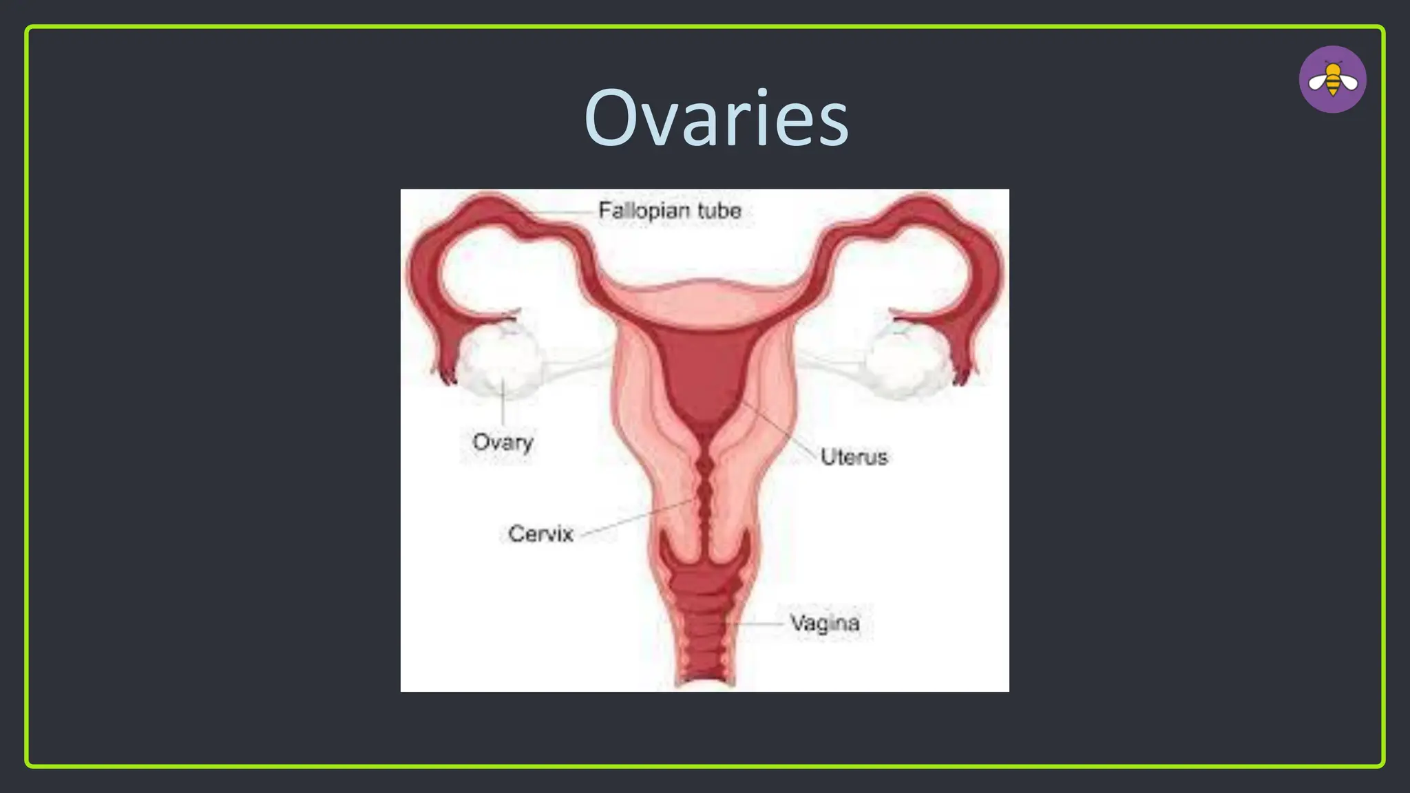Ovaries
 