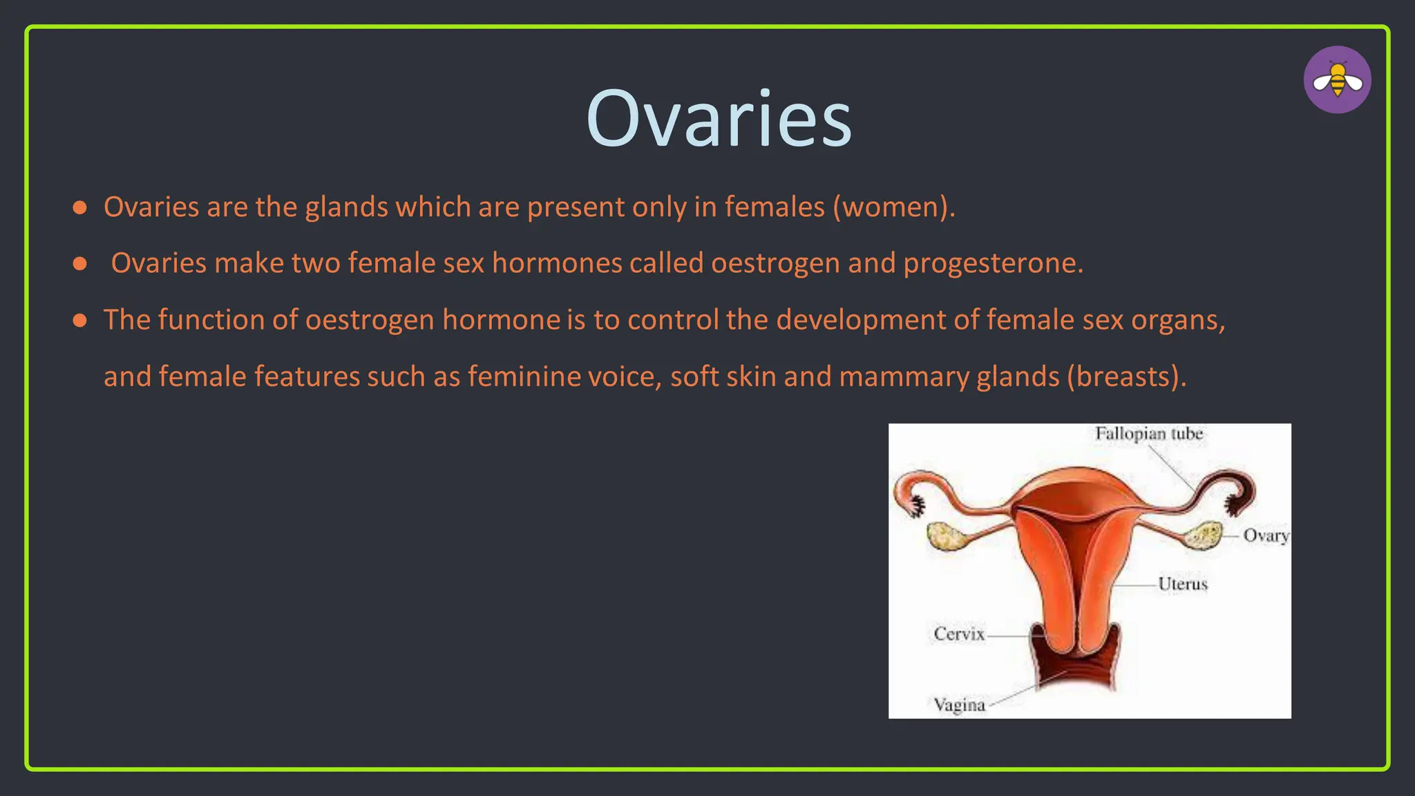 Ovaries
● Ovaries are the glands which are present only in females (women).
● Ovaries make two female sex hormones called oestrogen and progesterone.
● The function of oestrogen hormone is to control the development of female sex organs,
and female features such as feminine voice, soft skin and mammary glands (breasts).
 