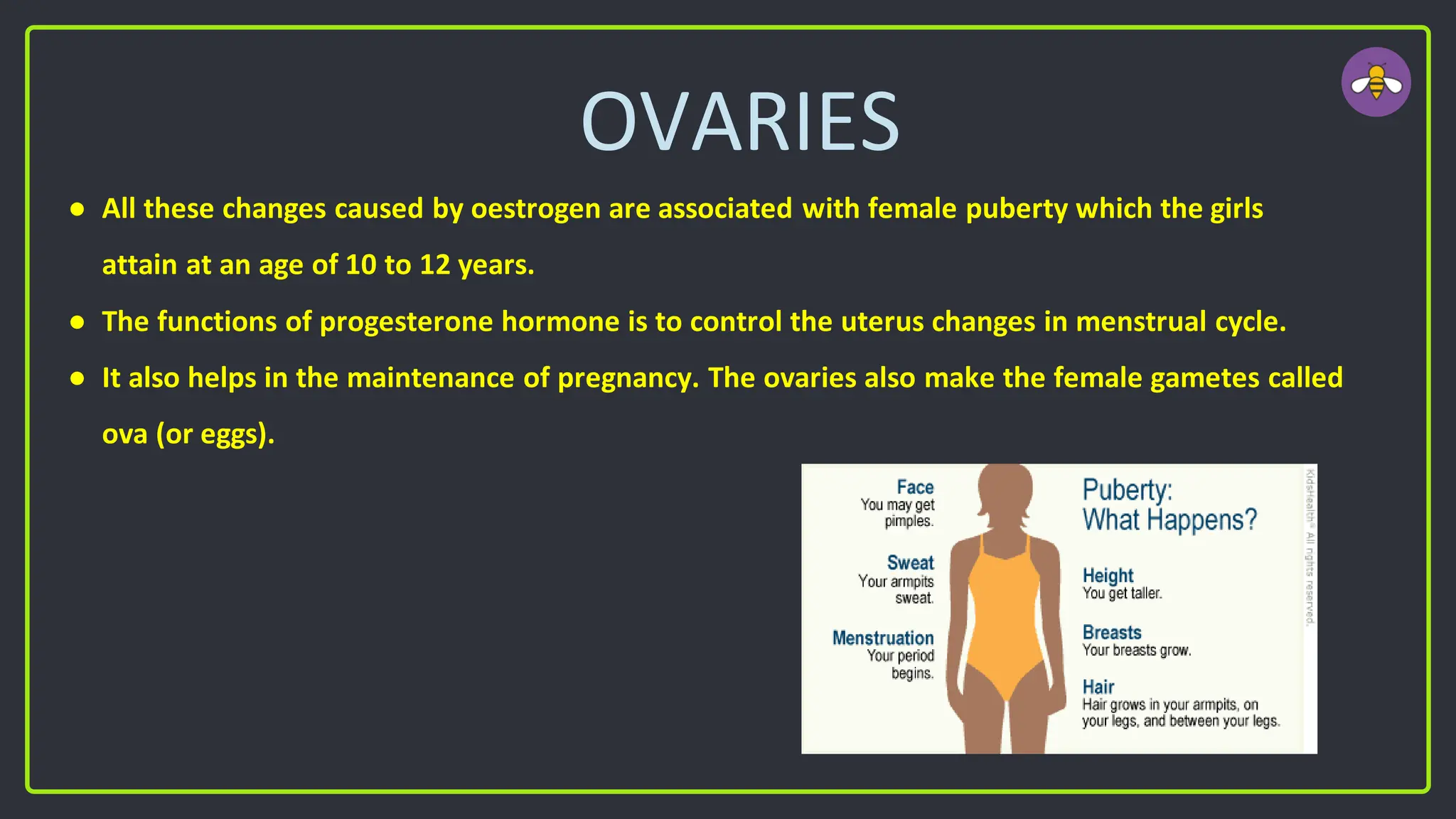 OVARIES
● All these changes caused by oestrogen are associated with female puberty which the girls
attain at an age of 10 to 12 years.
● The functions of progesterone hormone is to control the uterus changes in menstrual cycle.
● It also helps in the maintenance of pregnancy. The ovaries also make the female gametes called
ova (or eggs).
 